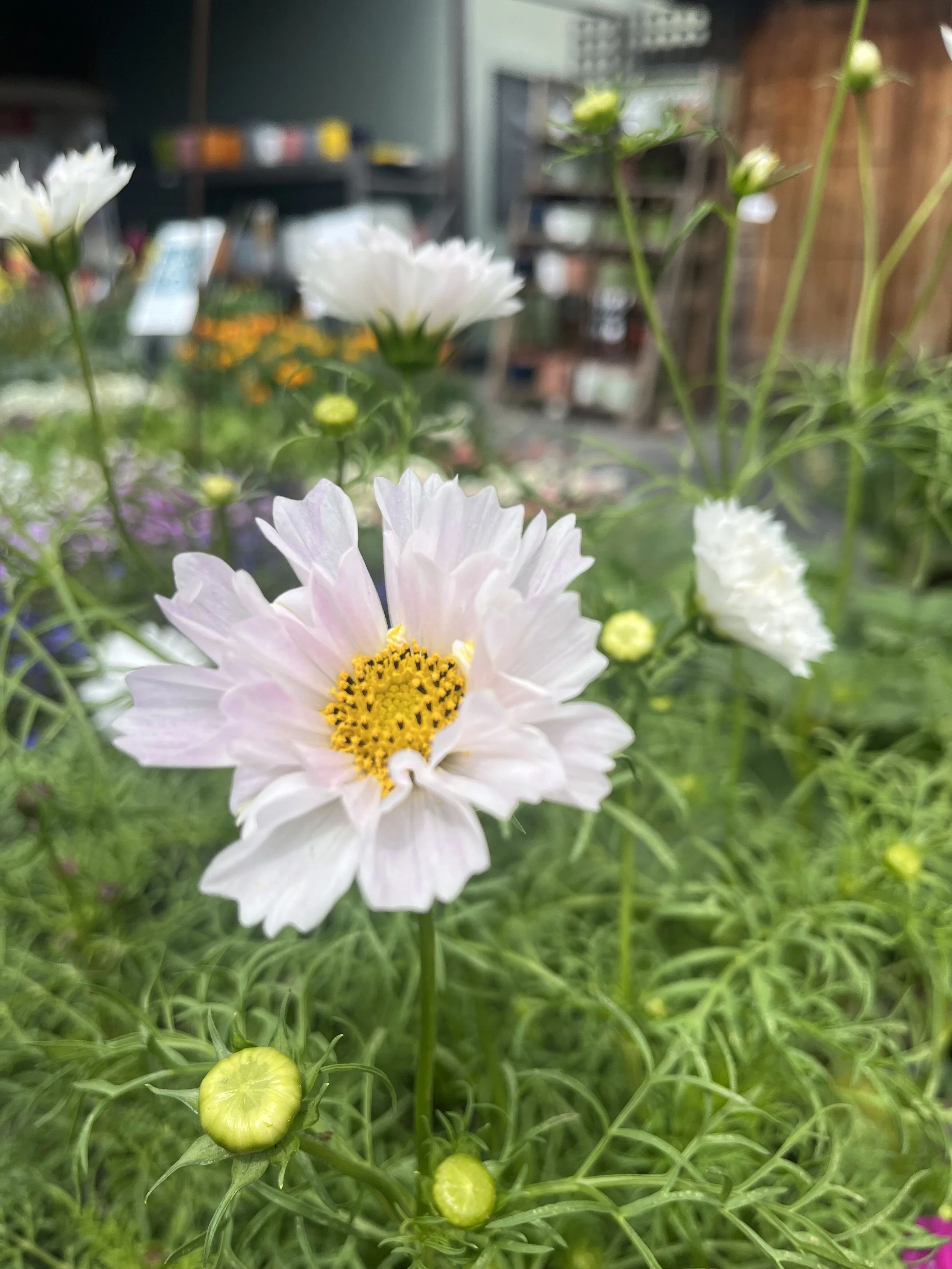 Fresh In April 9, 2026