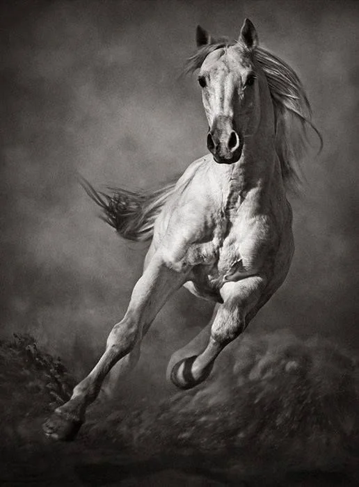 Stallion