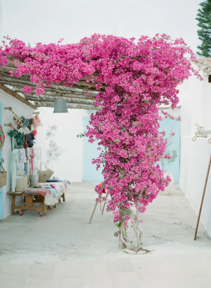 Bougainvillea