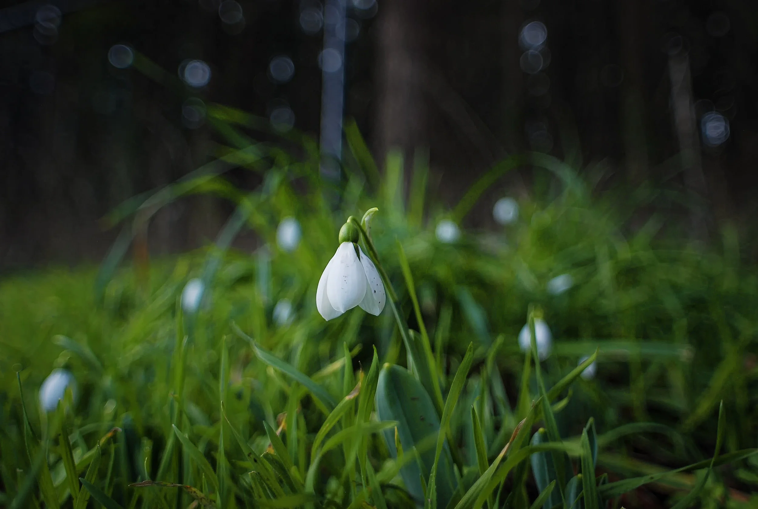 snowdrops, january 2017