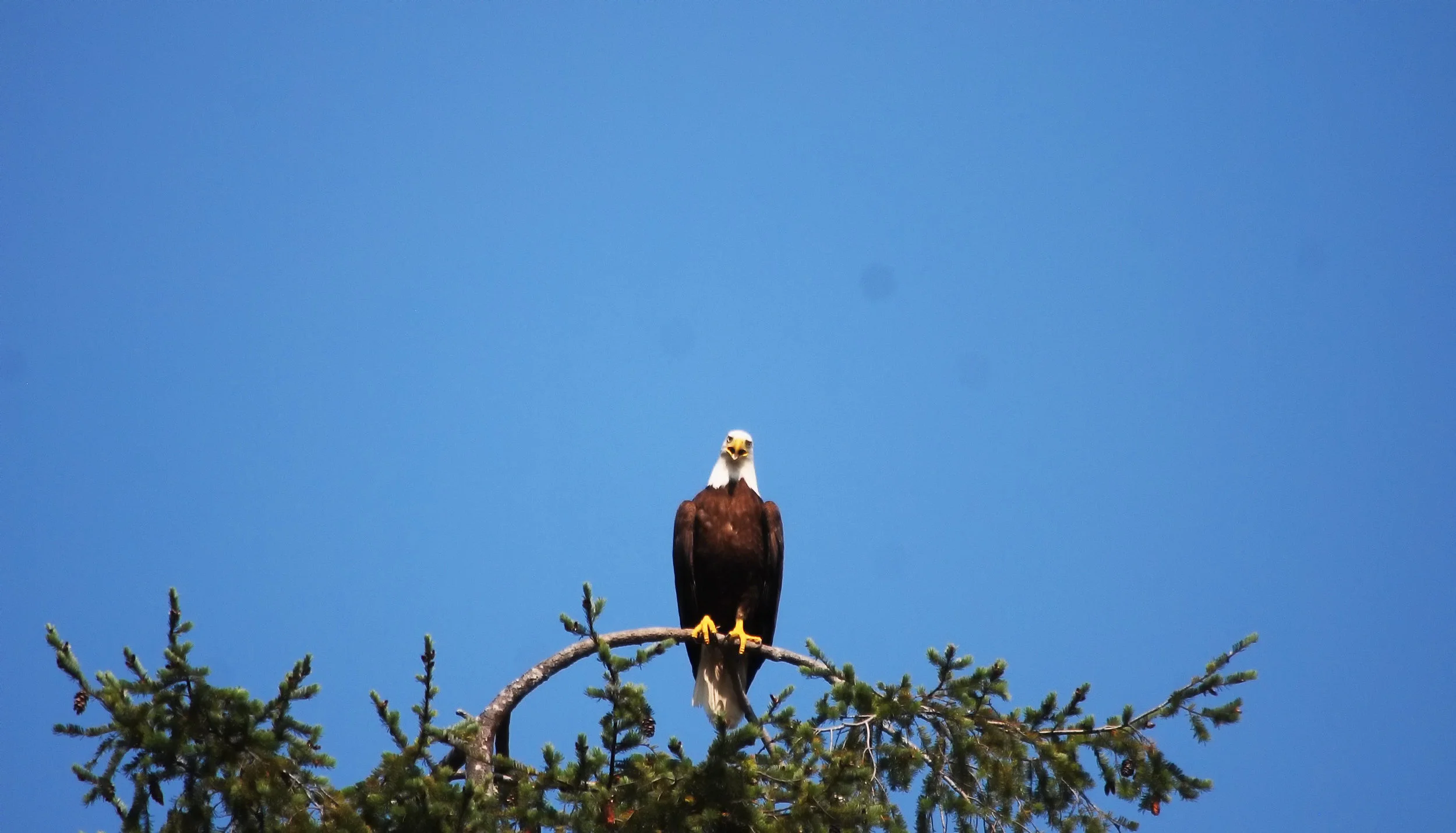 eagle.jpg