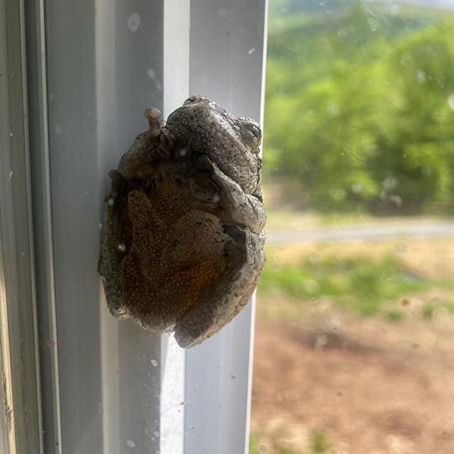 Just taking a quick nap, nothing to see here. #camofail #treefrog #catskills #watsonhollow