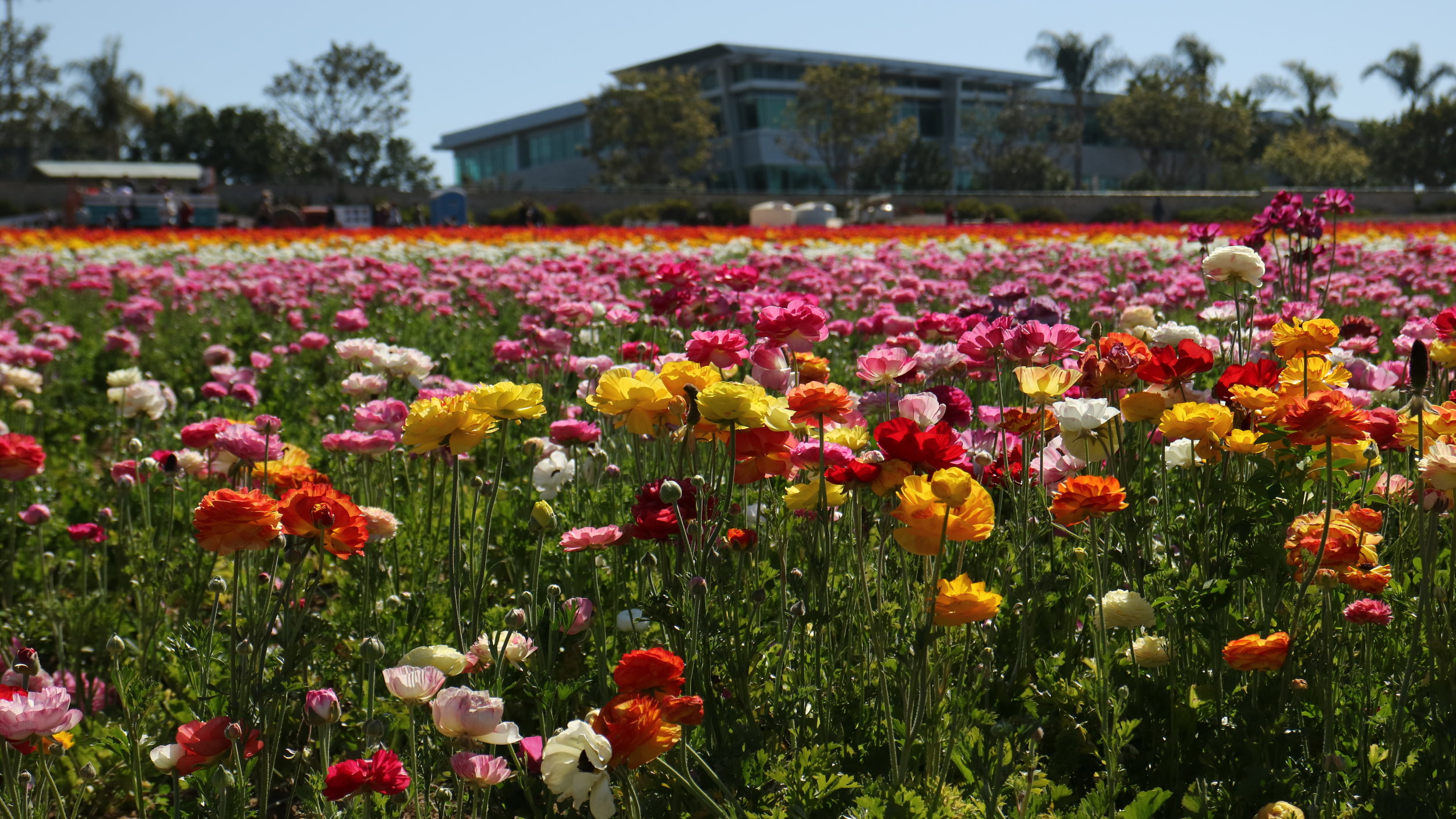 The Flower Fields in Carlsbad, CA