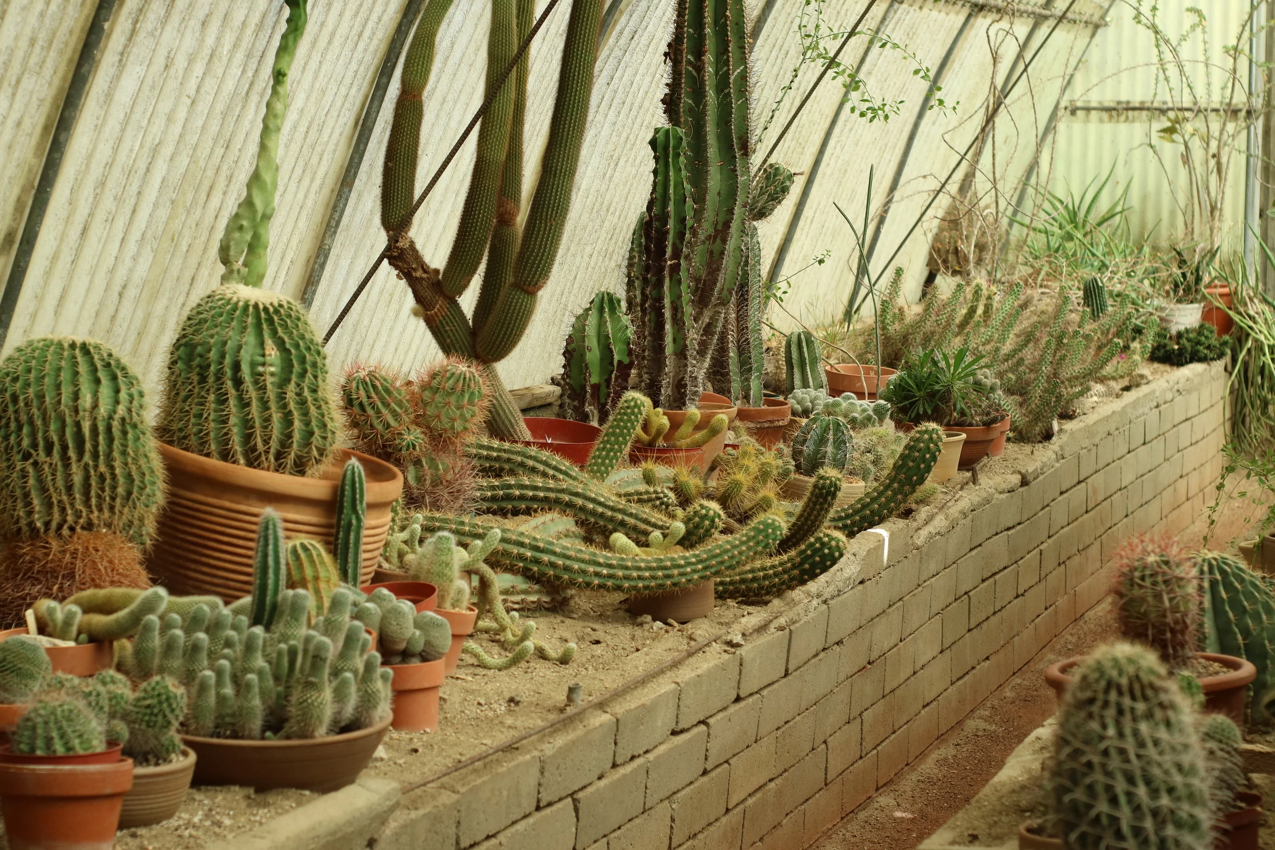 Moorten Botanical Garden in Palm Springs, CA