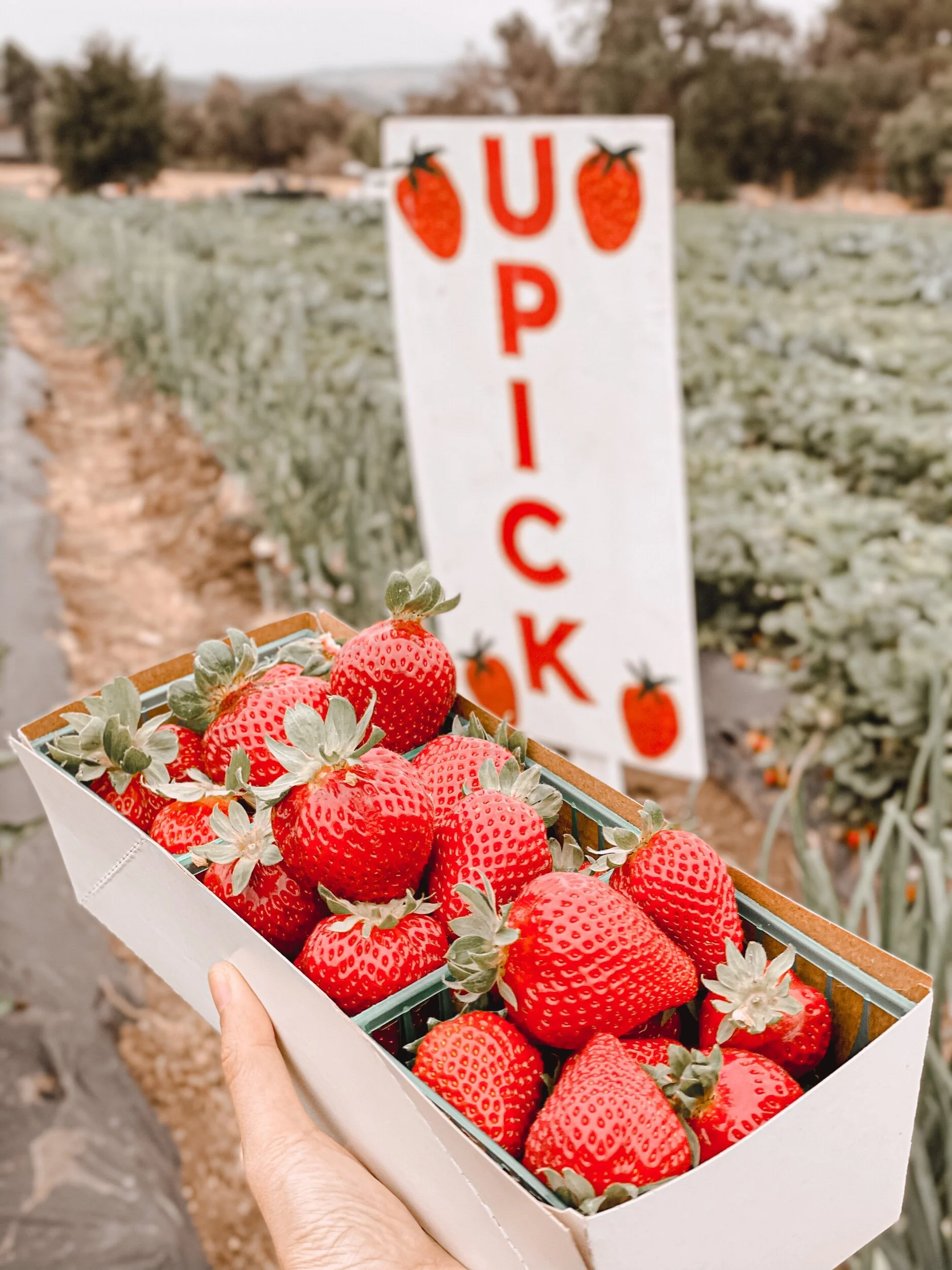Strawberry Picking in Orange County at South Coast Farms - San Juan Capistrano