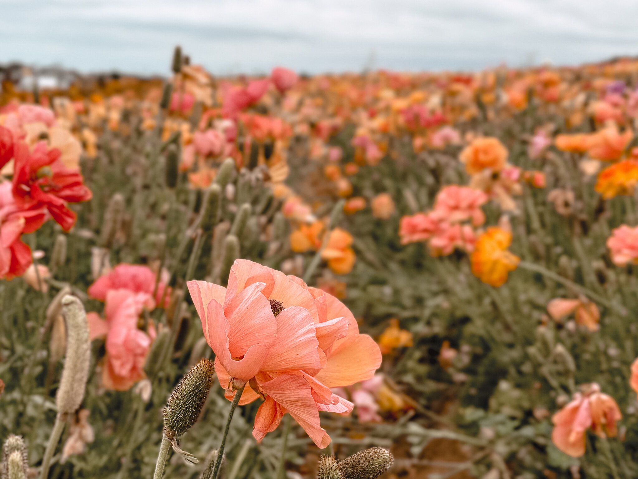 The Flower Fields Carlsbad - Amanda N Hammond 