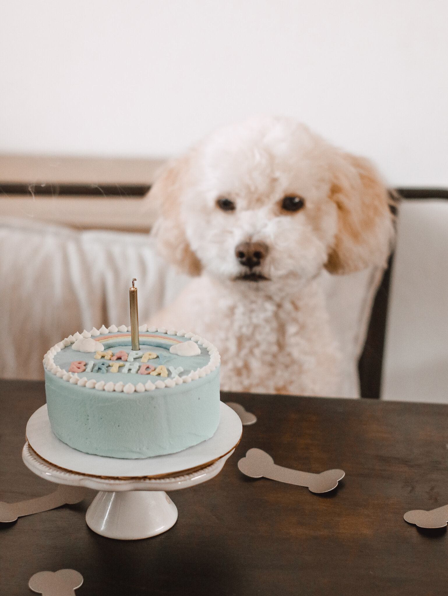 Woofpak Kitchen Birthday Cake 12- Amanda N Hammond.jpg