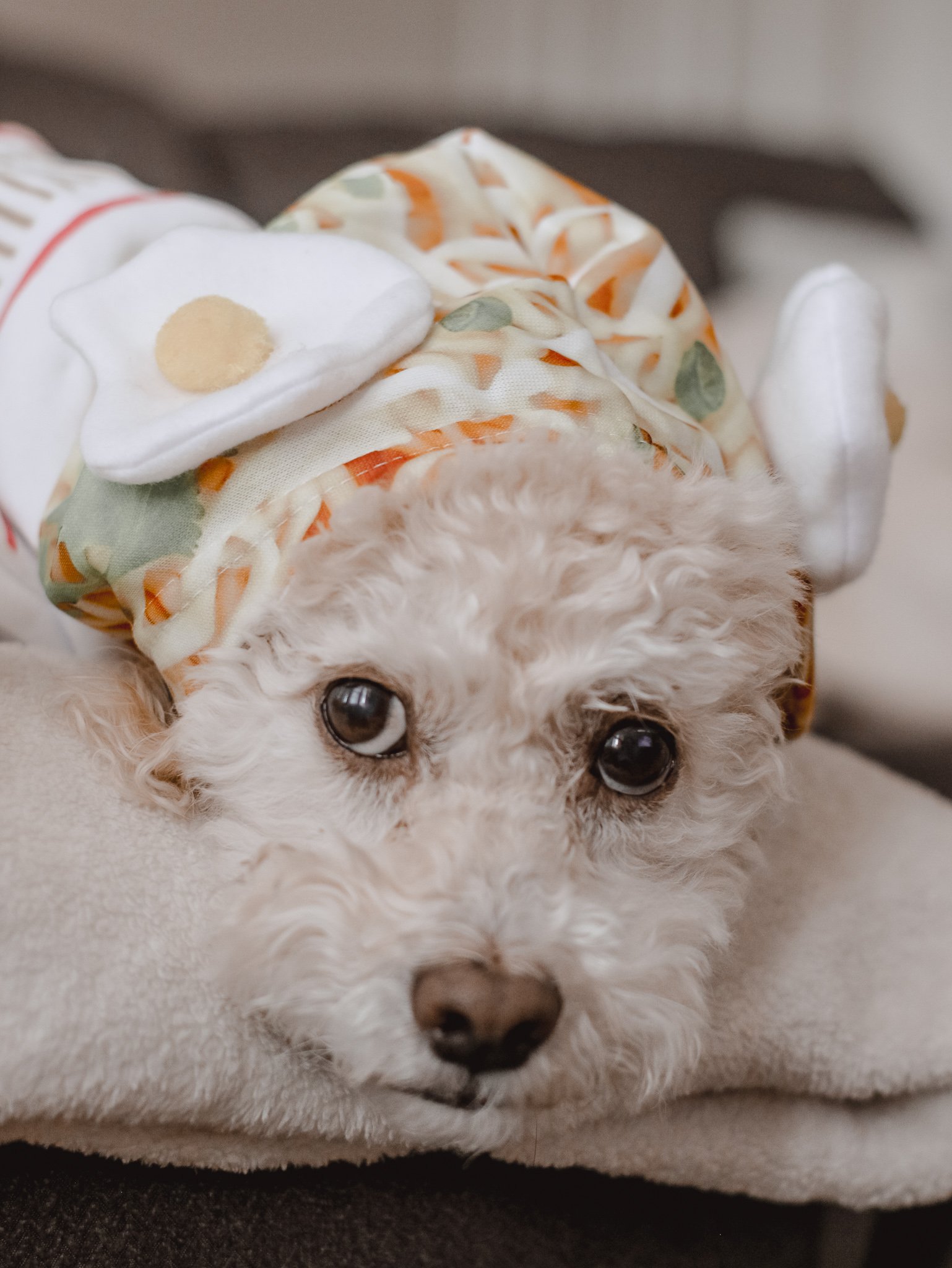 Egg Instant Noodle Dog Hoodie 2- Amanda N Hammond.jpg