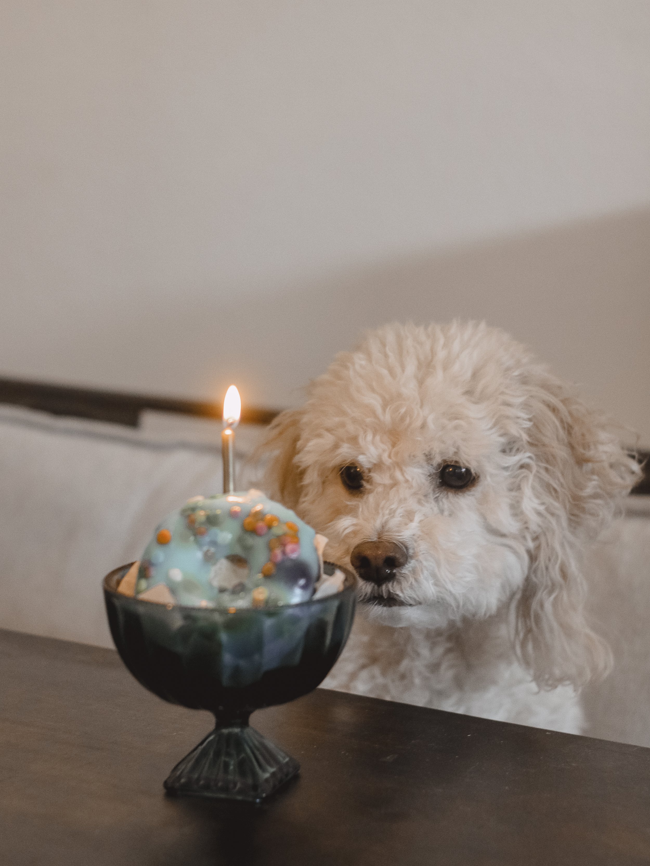 Maltipoo Lucky 9th Birthday - Amanda N Hammond-03.jpg