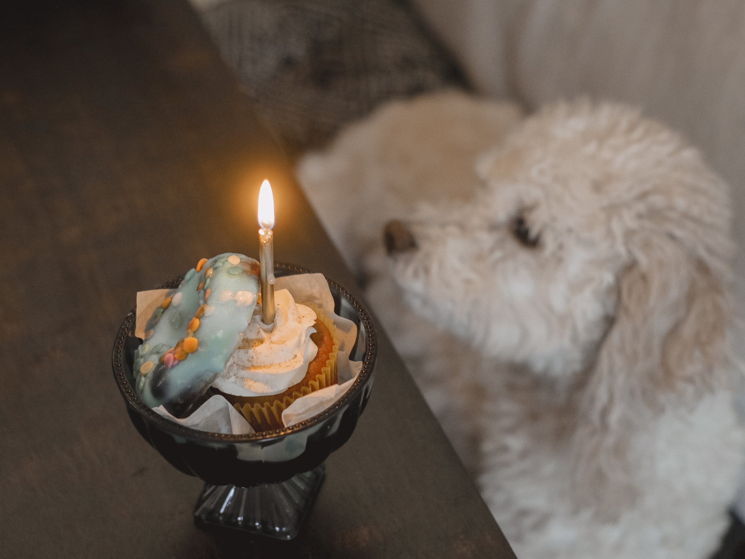 Maltipoo Lucky 9th Birthday - Amanda N Hammond-01.jpg