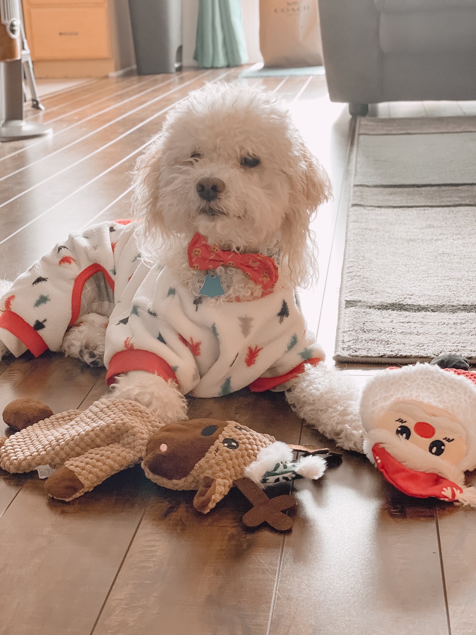 Lucky Maltipoo and Christmas Dog Toys - Amanda N Hammond.jpg