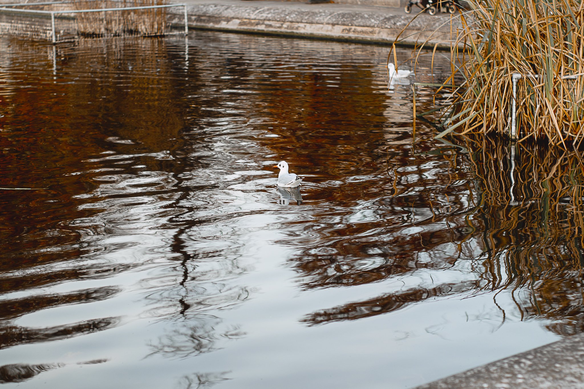 Kensington Italian Gardens London - Amanda N Hammond-4.jpg