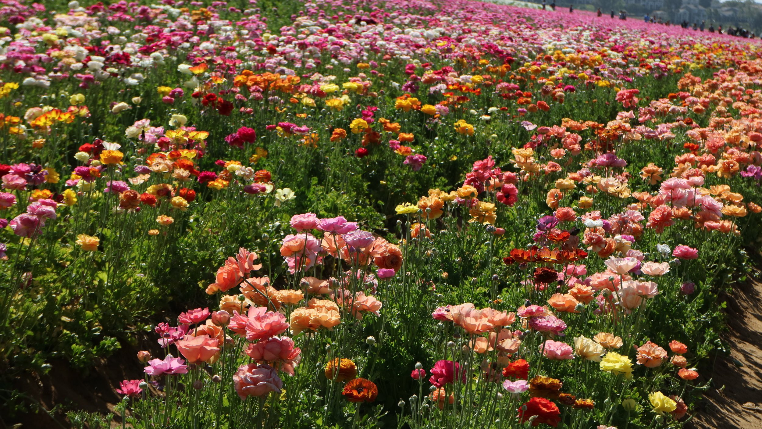 Carlsbad Flower Fields - Amanda N Hammond.jpeg