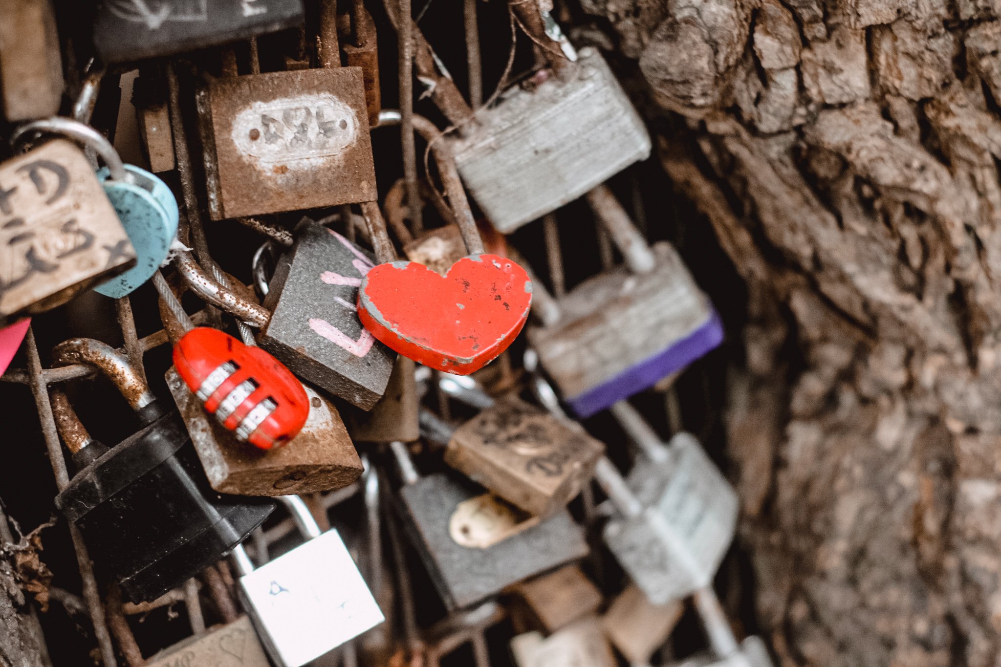 Royal Pavilion Garden Love Locks - Amanda N Hammond