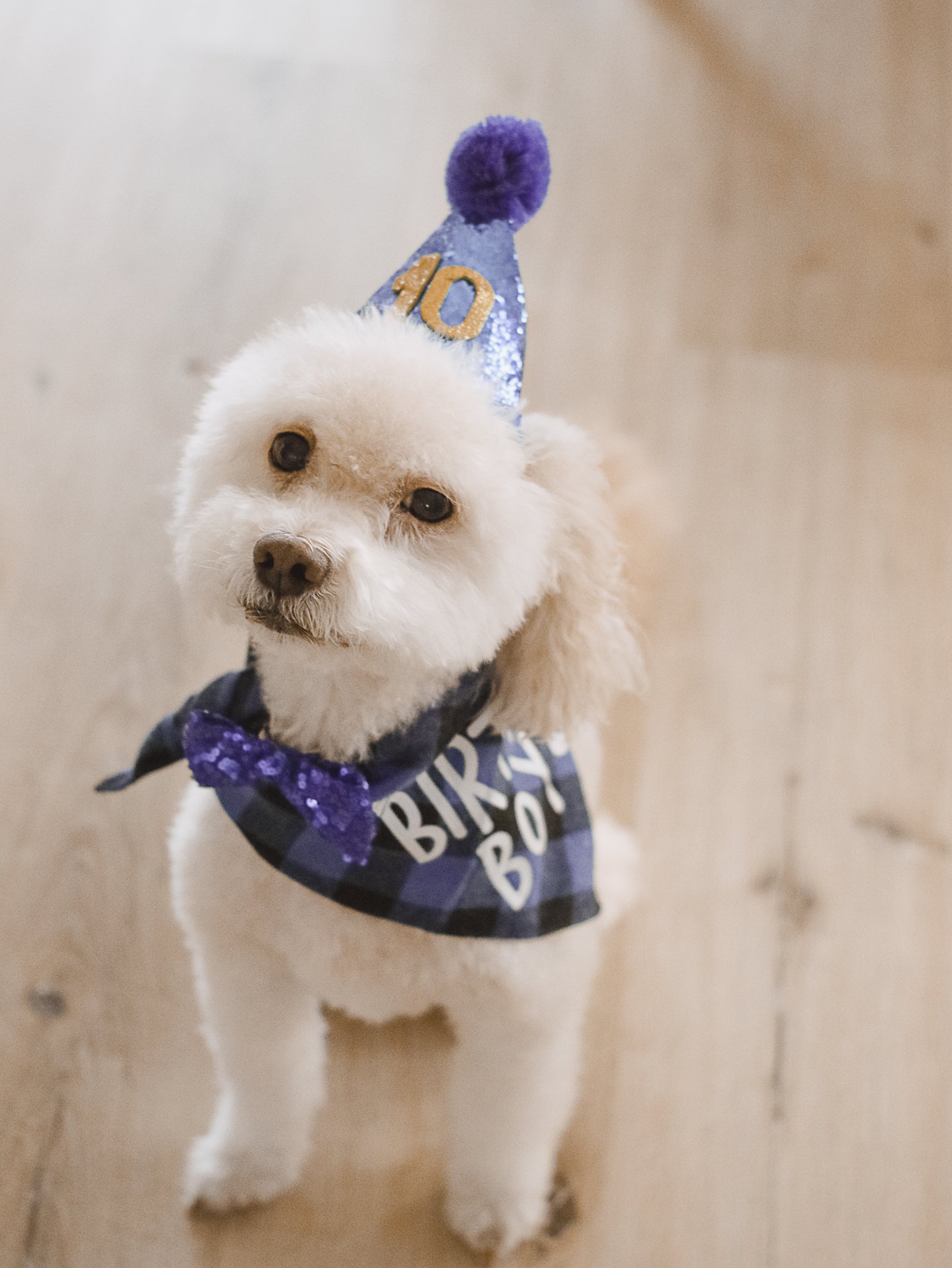 Dog 10th Birthday Lucky - Amanda N Hammond-15.jpg