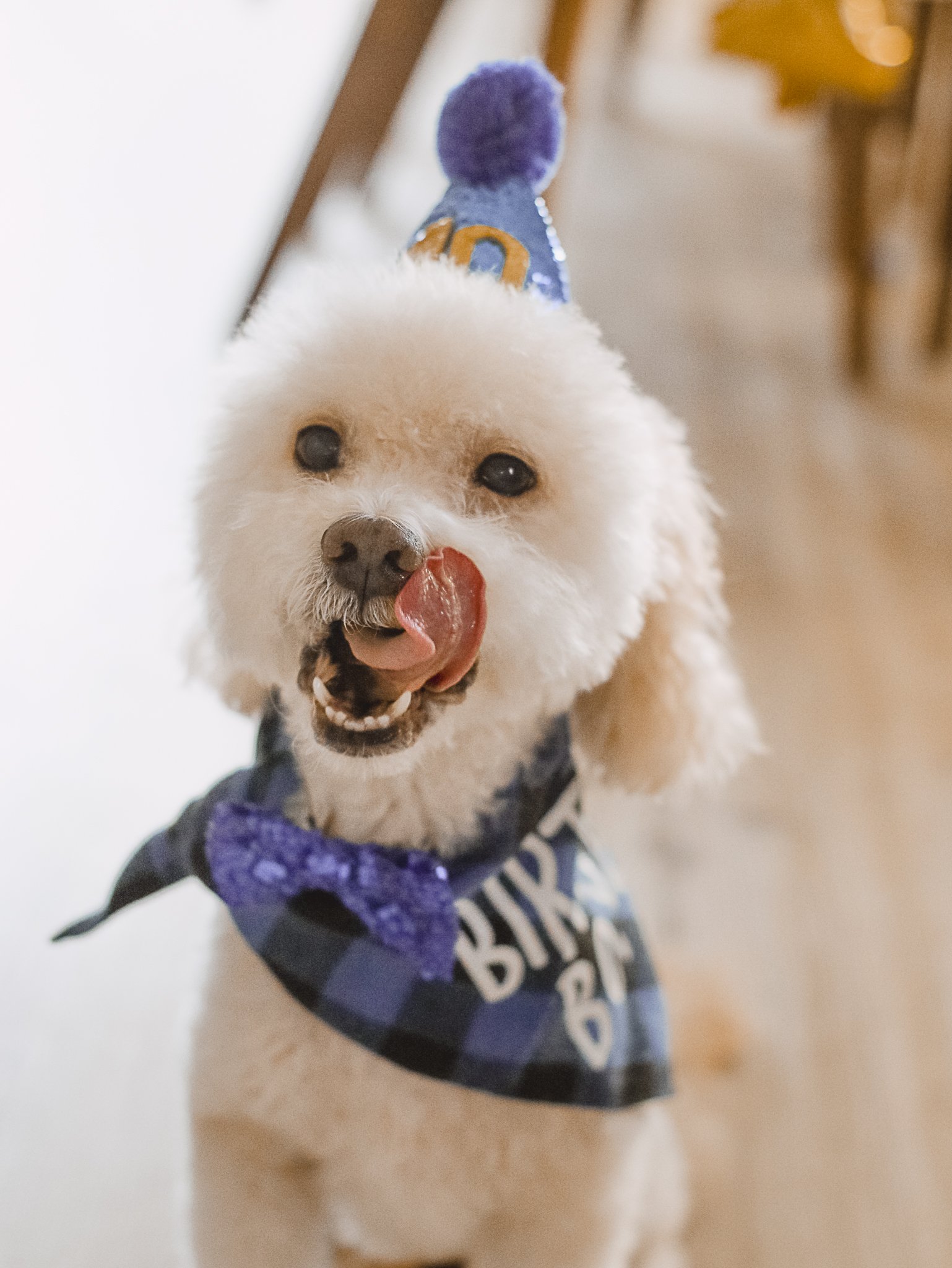 Dog 10th Birthday Lucky - Amanda N Hammond-13.jpg