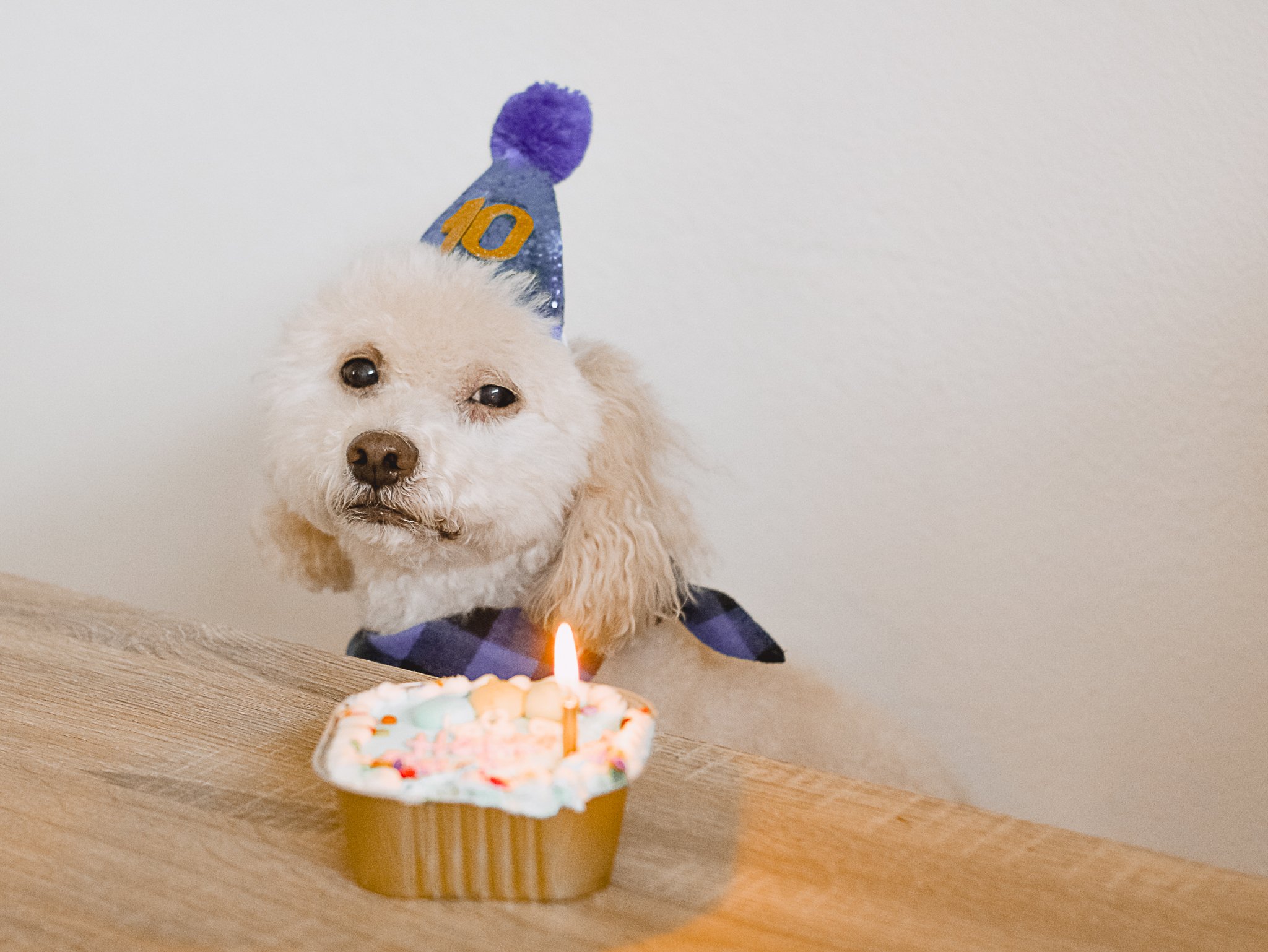 Dog 10th Birthday Lucky - Amanda N Hammond-06.jpg