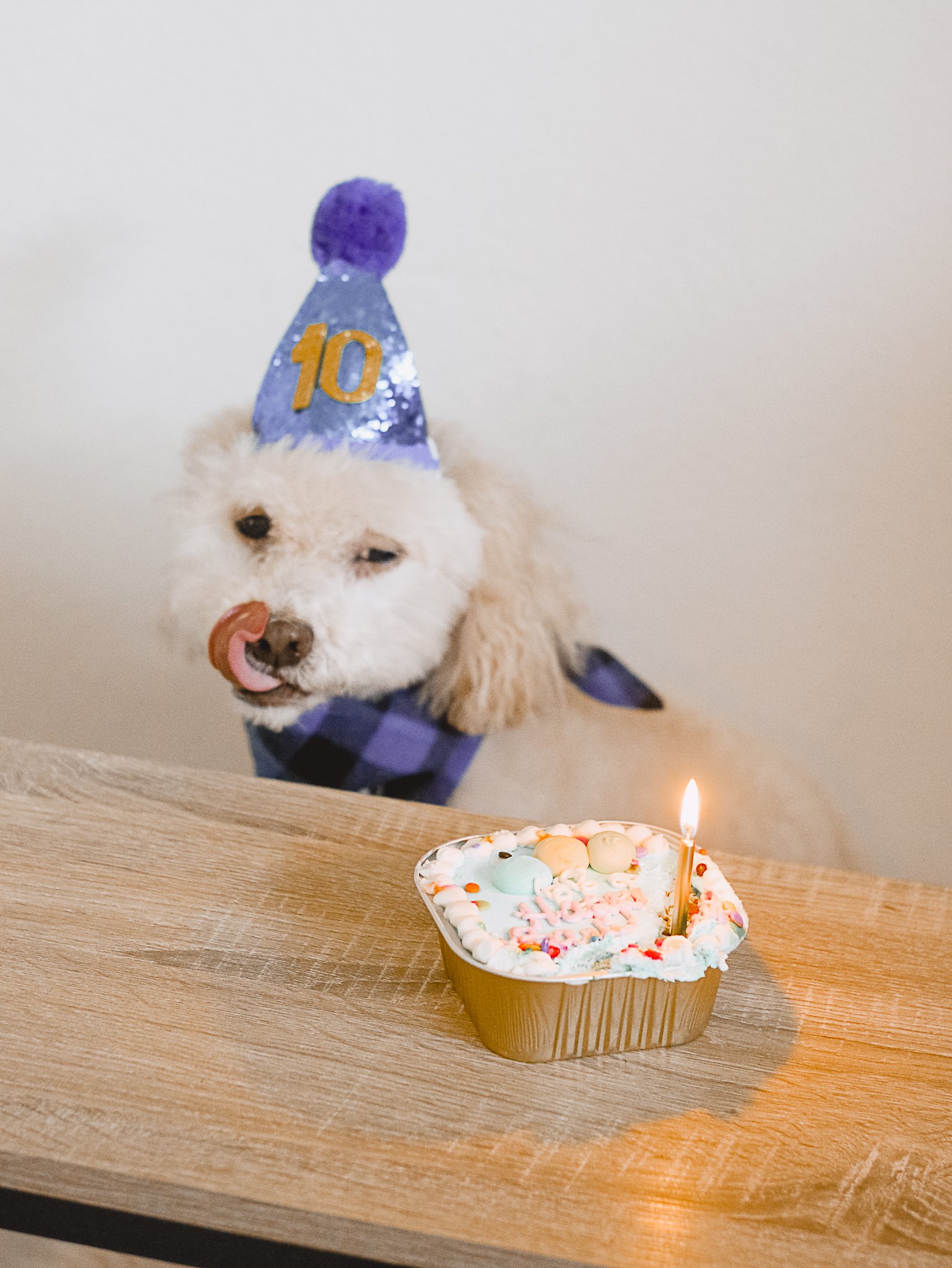 Dog 10th Birthday Lucky - Amanda N Hammond-10.jpg