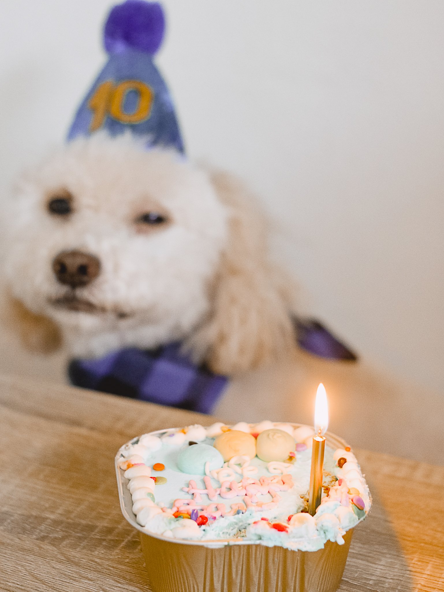 Dog 10th Birthday Lucky - Amanda N Hammond-09.jpg