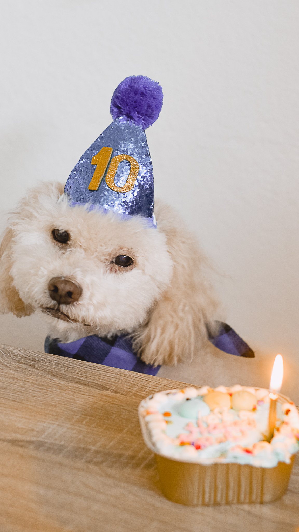 Dog 10th Birthday Lucky - Amanda N Hammond-07.jpg