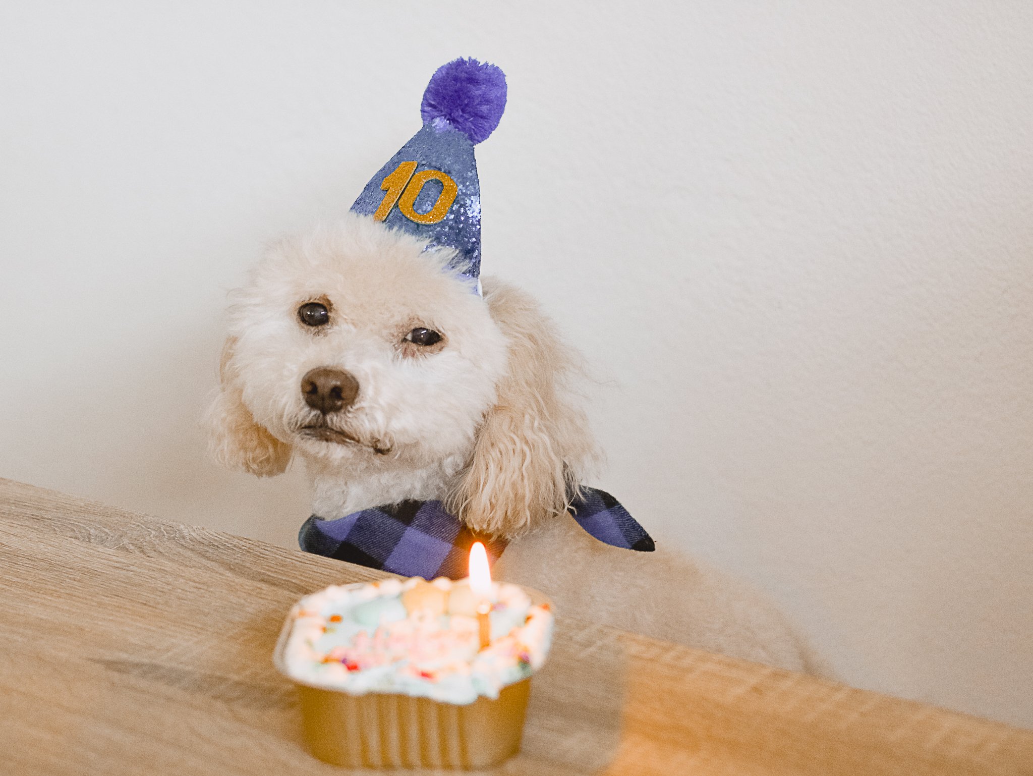 Dog 10th Birthday Lucky - Amanda N Hammond-05.jpg