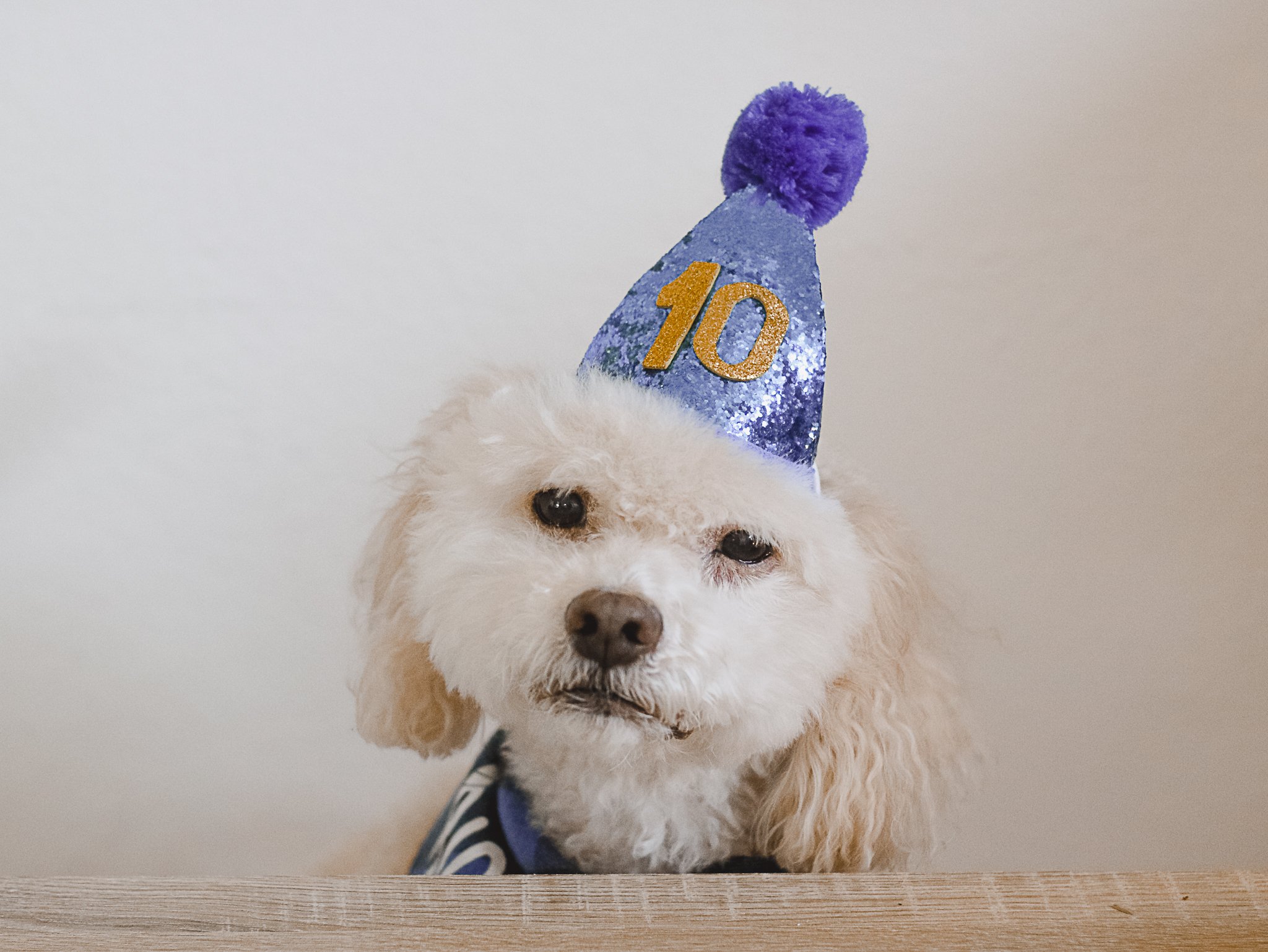 Dog 10th Birthday Lucky - Amanda N Hammond-1.jpg