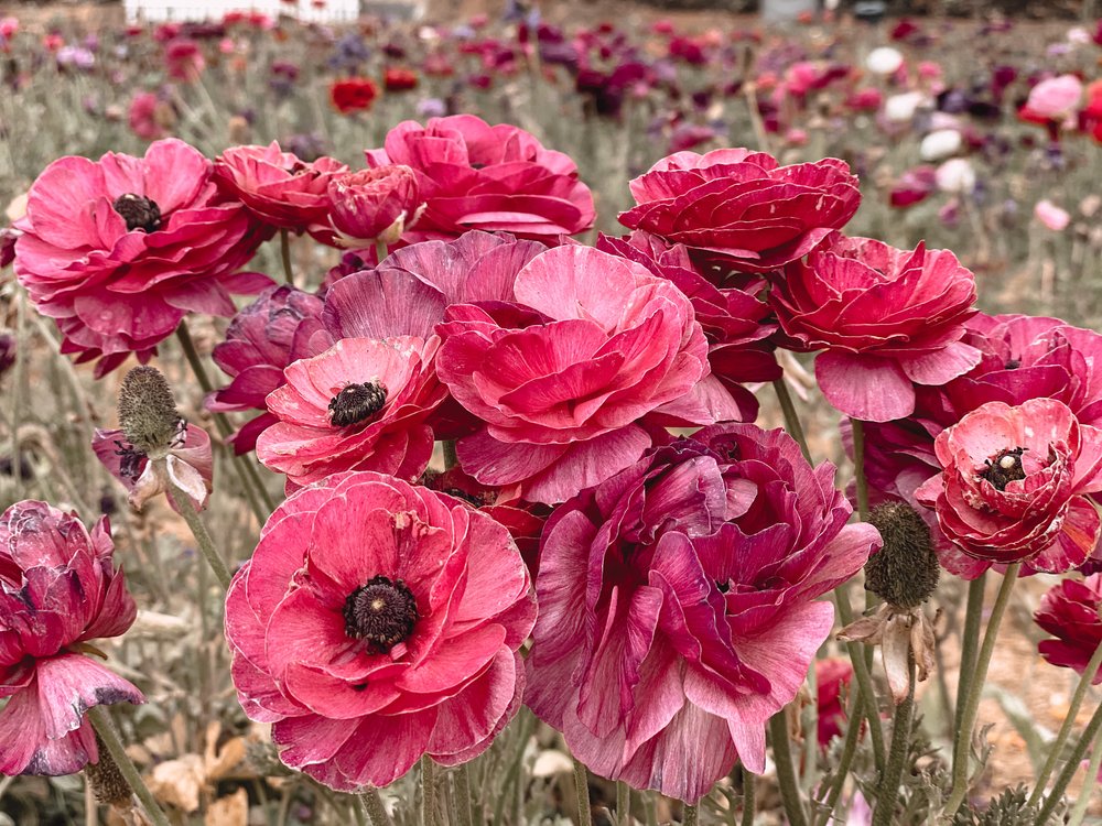 Carlsbad Flower Fields - Amanda N Hammond-5.jpg