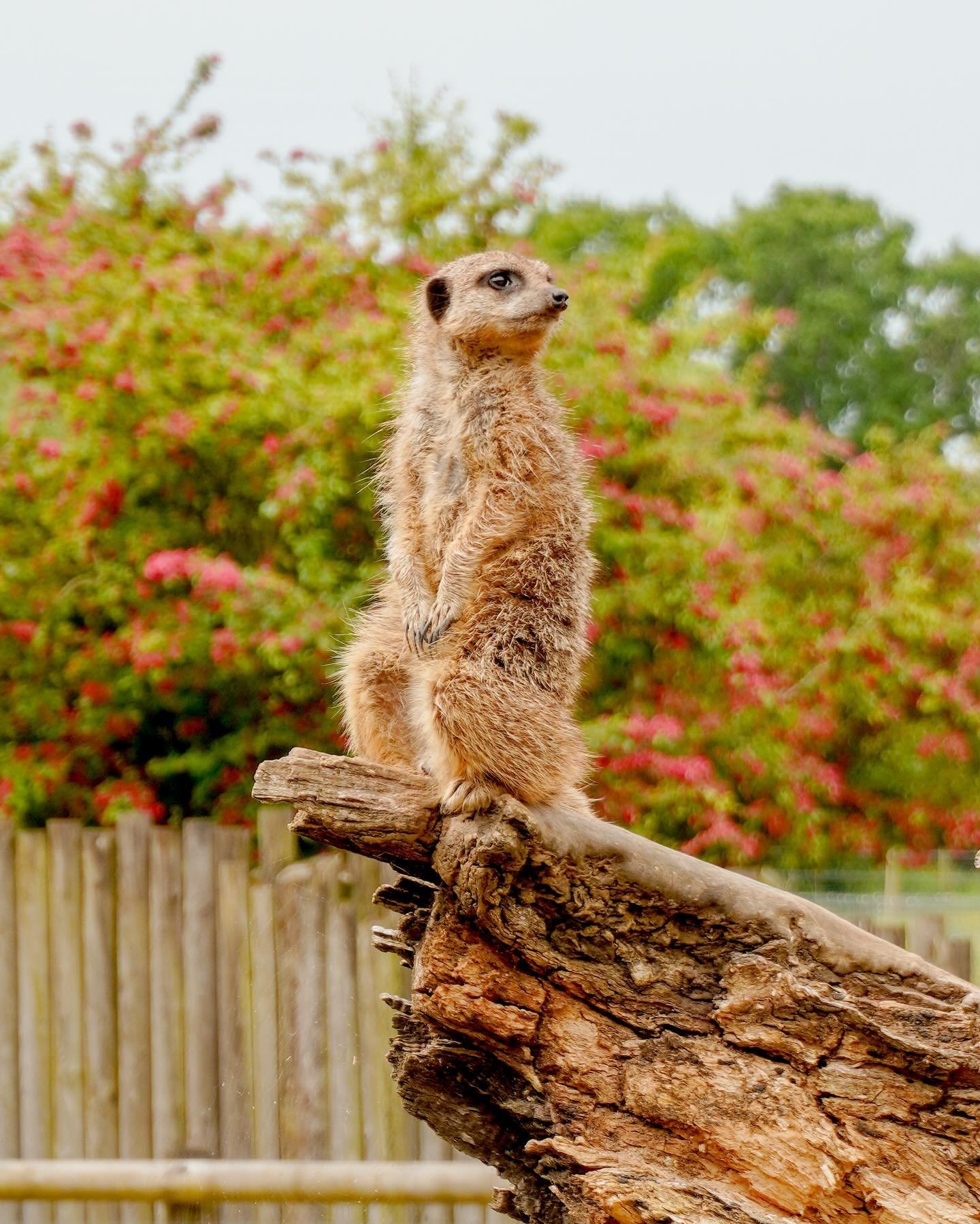 4 hours later and here are some of my fave snaps. Captured this majestic #meerkat and all the other animals that came out to say hello @marwellzoo
🦓🦒🦘🦌🦥🦛🐦&zwj;⬛🐒 #marwellzoo #marwellwildlife #marwellzoologicalpark #winchesteruk