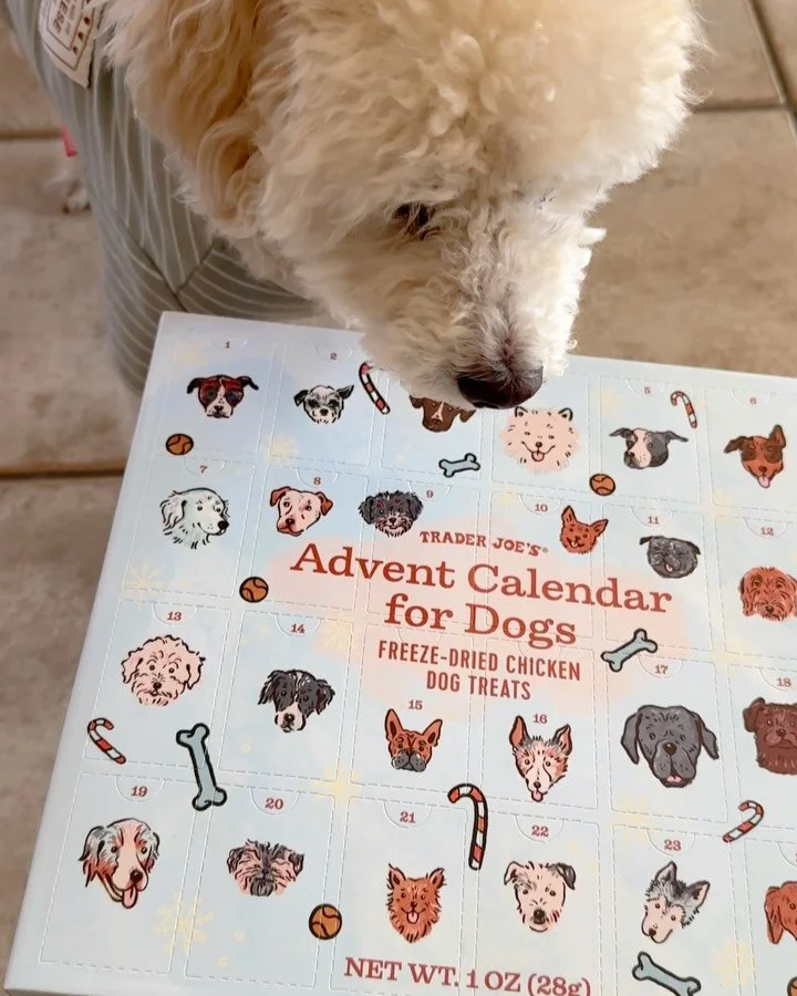 thankful for getting my hands on the #traderjoes #adventcalendarfordogs. Lucky started early since we won&rsquo;t be here for half of December 🦴🐶🐾 #thanksgivingvibes #thanksgivingweekend #thankfulformydog #dogadventcalendar #adventcalendars #trade