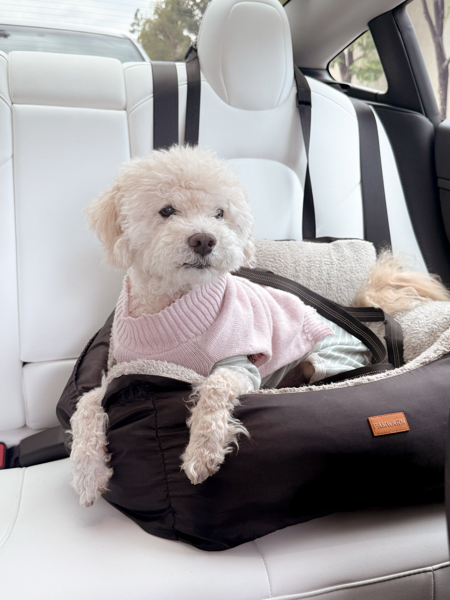 Just LEWK at this fluff guy!!! Love him so much, and finally feeling like his allergy problems are under control 🤞🏼 there&rsquo;s hair starting to grow back in his neck folds 😆 #maltipoos #maltipoodle #dogmomaf #dogmoms #maltipoolife