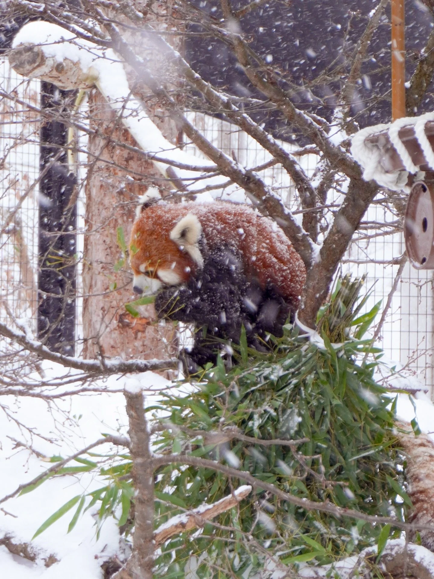 snowy day @asahiyamazoo1 #asahiyamazoo #asahikawa #hokkaidojapan #japanwinter #旭川市旭山動物園