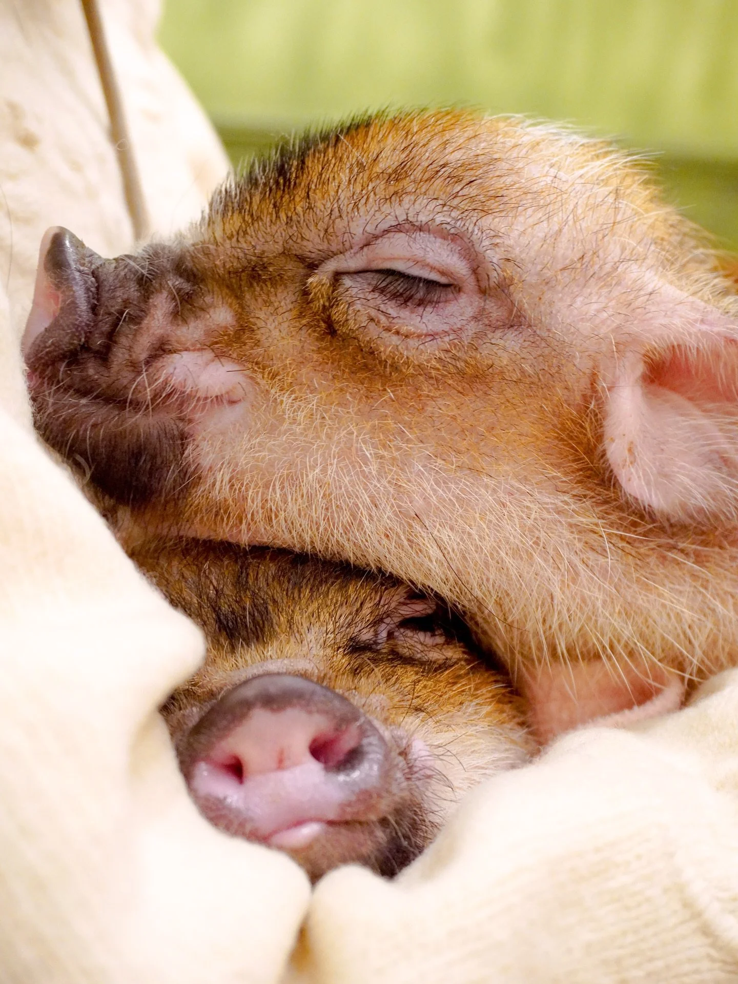 these little piggies did not go to market, they went to sleep 🤭🤭🤭 @mipigcafe #harajukujapan 
📍 #mipigcafe 
Jingumae 1-15-4, Shibuya-ku, Tokyo
東京都渋谷区神宮前1-15-4

5min from JR Harajuku station and Tokyo Metro Meijijinguumae Station

This location is 