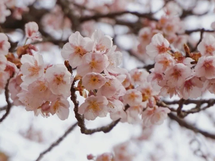 It&rsquo;s blossom season 🌸 🌸 🌸 #ShinjukuGyoen National Garden has #umeblossom + #sakurablossom trees! During peak season, time reservations are required for specific days/times, more info on their site: shinjukugyoen.hp.peraichi.com/en/
Whe I vis