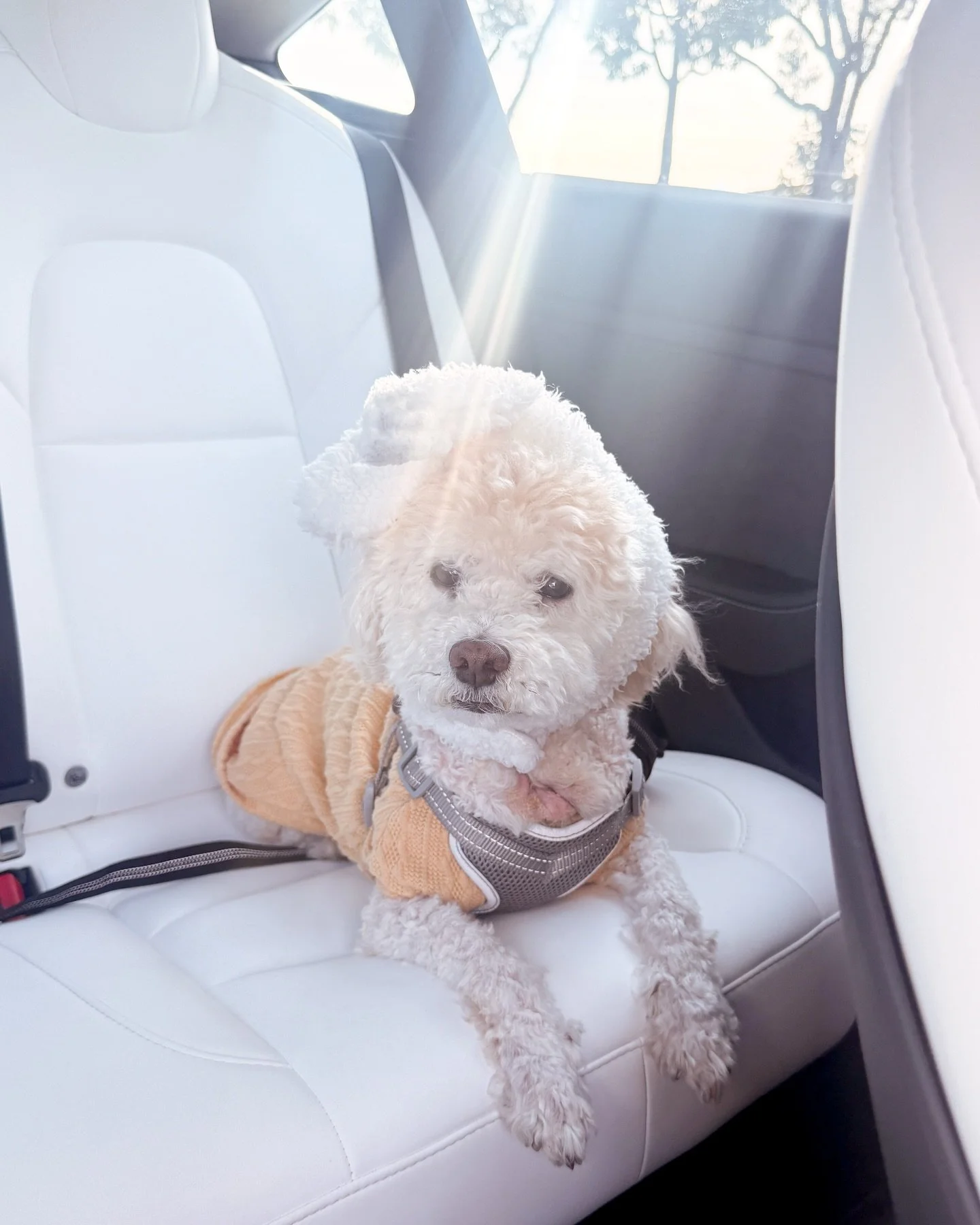 Somebunny does not like the #bunnyears🐰 but Lucky sure does look cute in them, even if they are totally flopped over on his face 😆 #easterbunnycame #easterbunnydog #easterdog #bunnydog