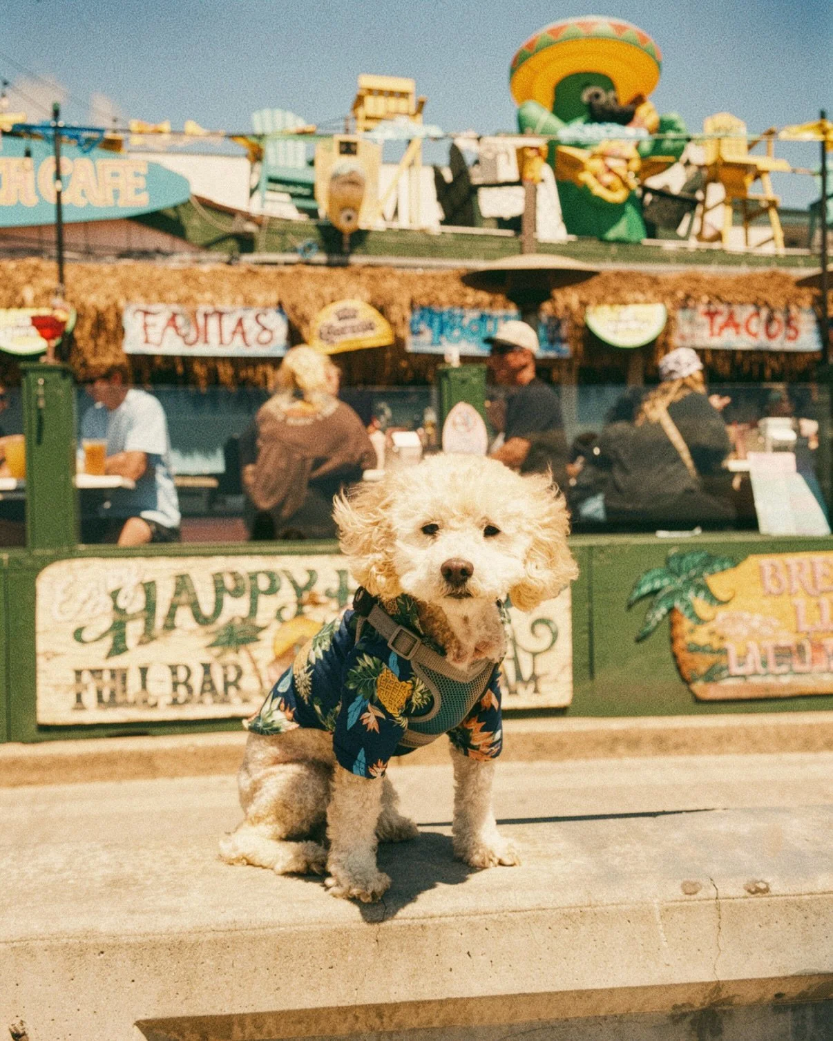 #workation vibes in #SanDiegoCA ☀️🌴🌊 with side of Cinco de Mayo 
First time visiting #pacificbeachsandiego and #missionbeach, stayed at #dogfriendlyhotel @catamaranresortsandiego 
🌮 Tacos from La Playa Taco Shop 
🍹 Margaritas and spicy tuna crisp