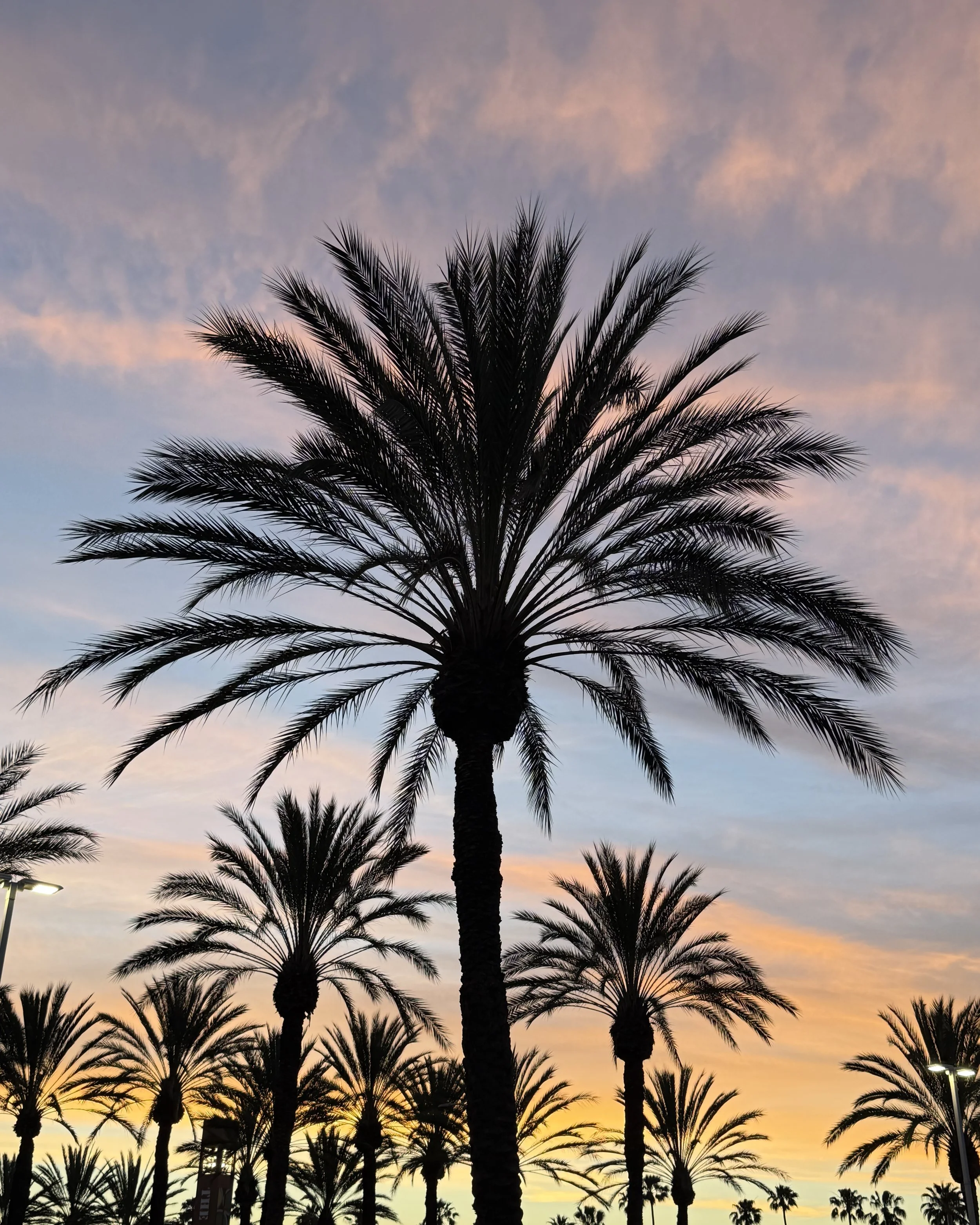 The Market Place Sunset Sky 2026 - Amanda N Hammond.JPG
