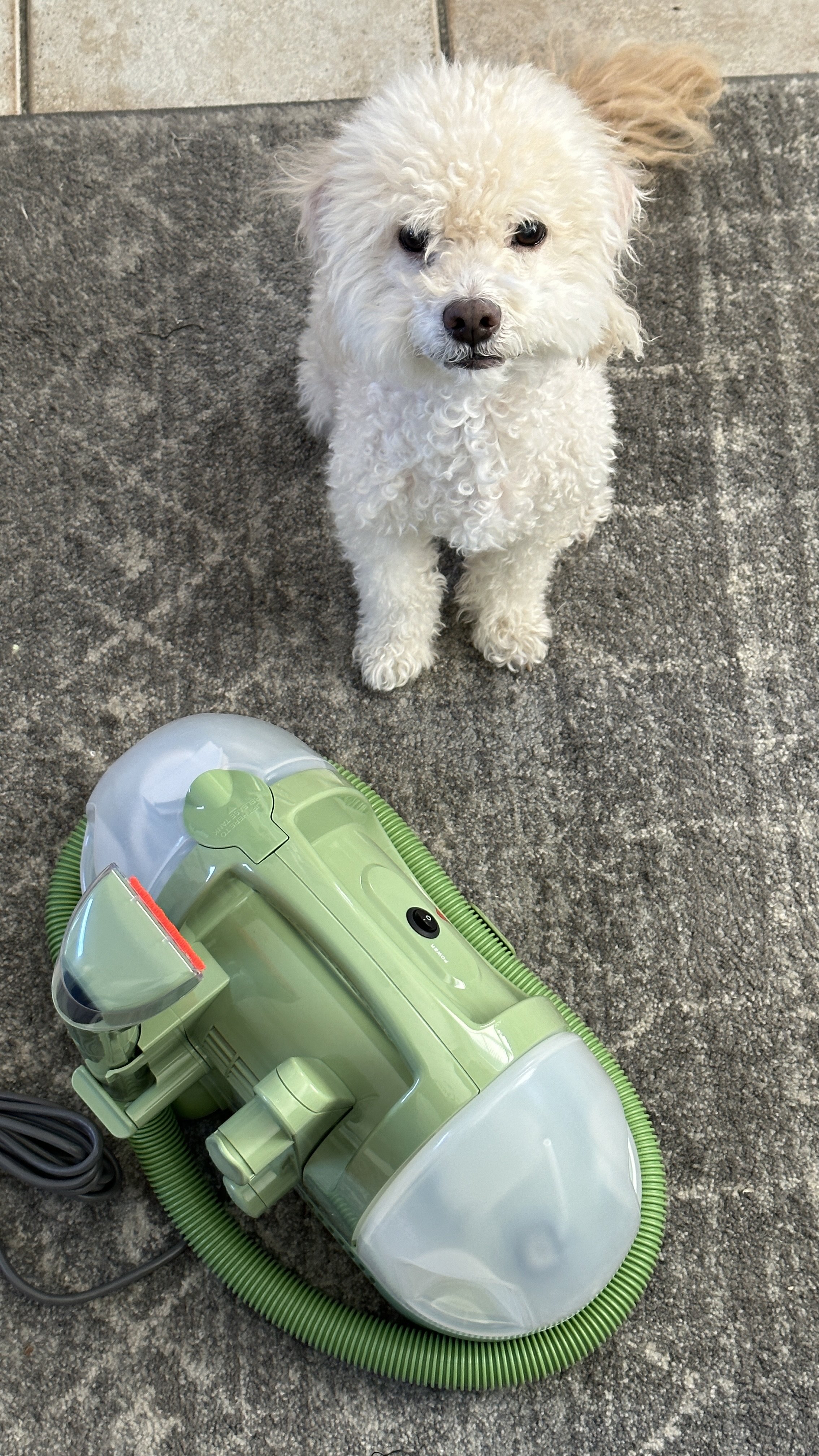 Testing the Bissell Little Green Cleaning Machine (on dog urine) — AMANDA N  HAMMOND