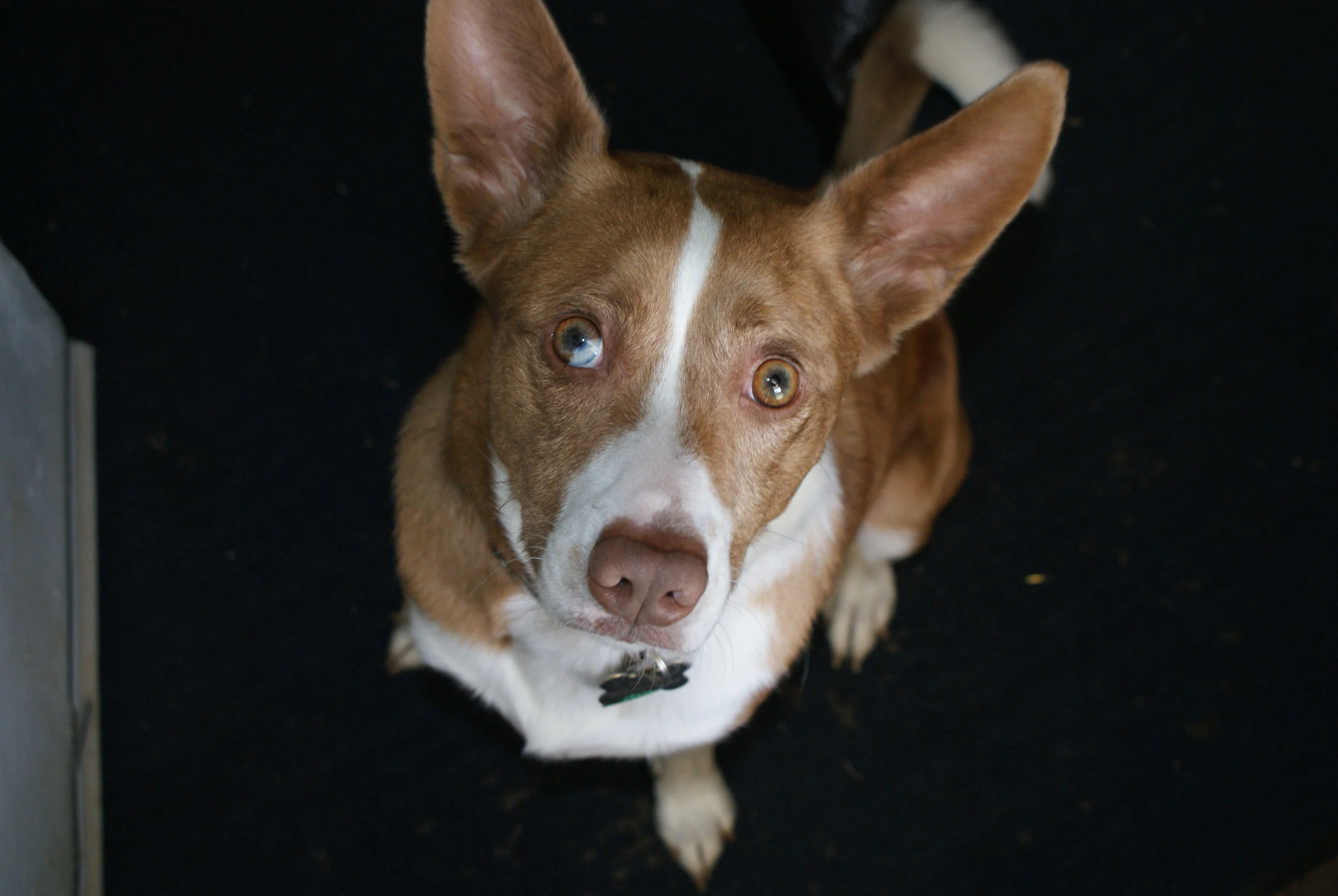 Mr. Dingo