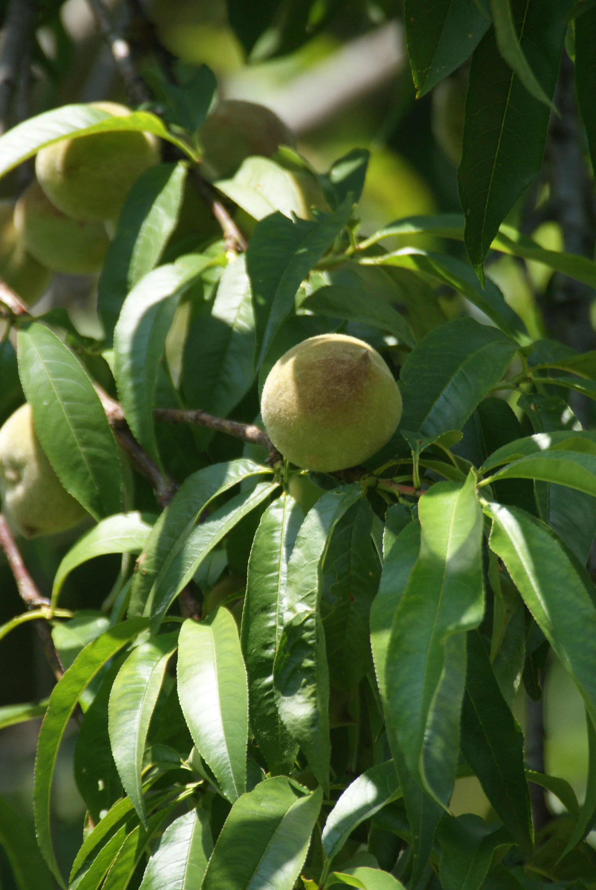 Early Alberta Peach