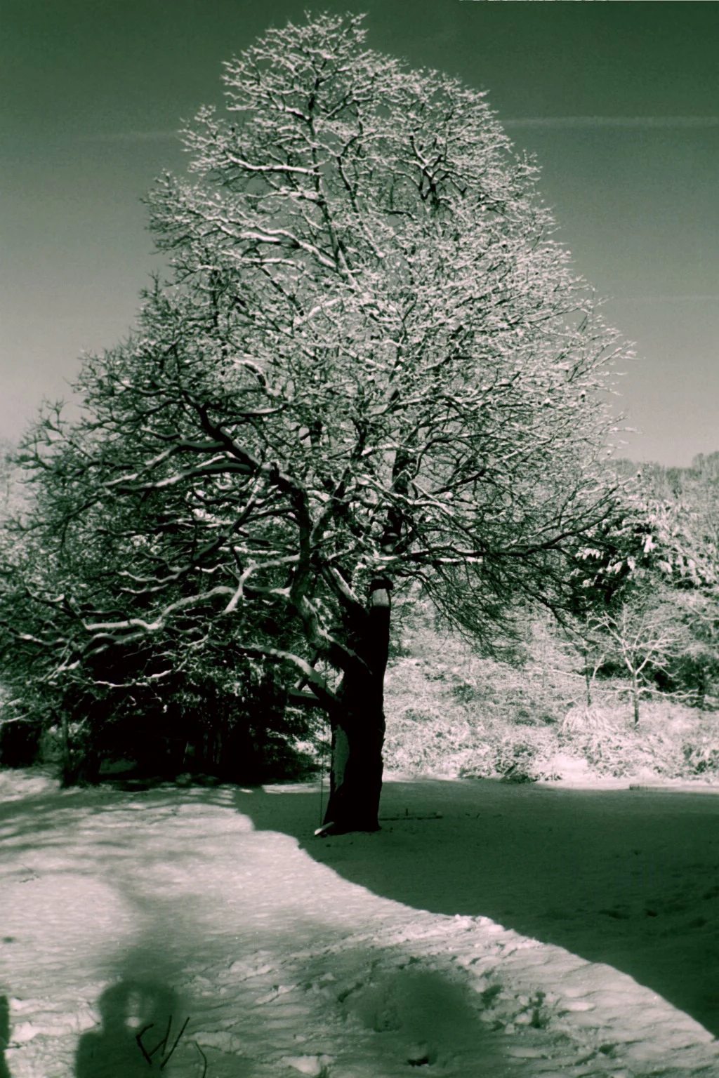 IMG018.JPG