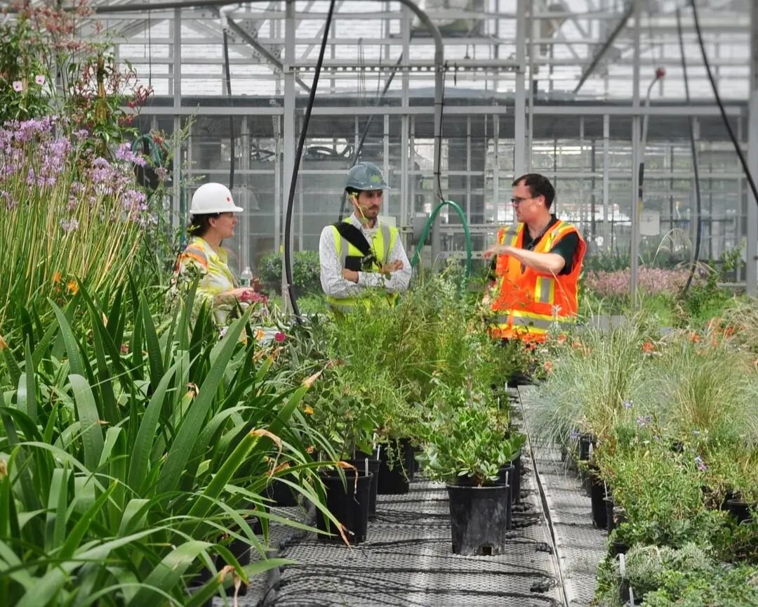 These plants are ready for the new Emerson Conservatory at the Missouri Botanical Garden!&nbsp; On Tuesday, Andrew Wyatt, Senior VP of Horticulture &amp; Living Collections introduced MVLA and our collaborators at Arbolope and JBC to the Mediterranea