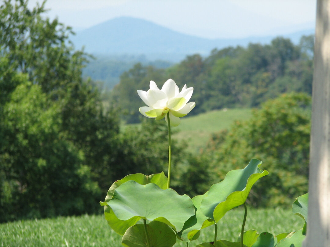 A lotus in the Blue Ridge - soaking up the summer sun at one of our favorite residences. ​​​​​​​​
.​​​​​​​​
#Nelumbo #MVLA #LandscapeArchitecture #Summer #Lotus