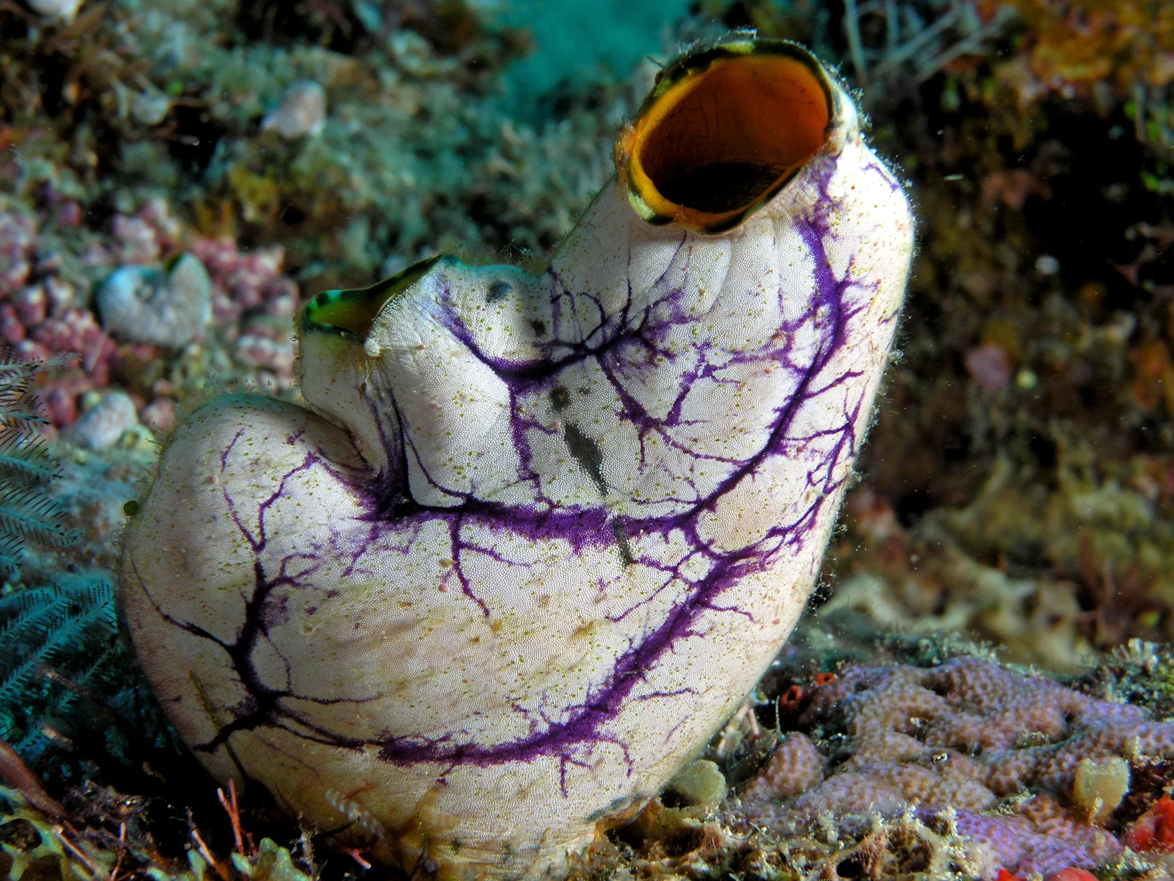 SeaSquirt.jpg