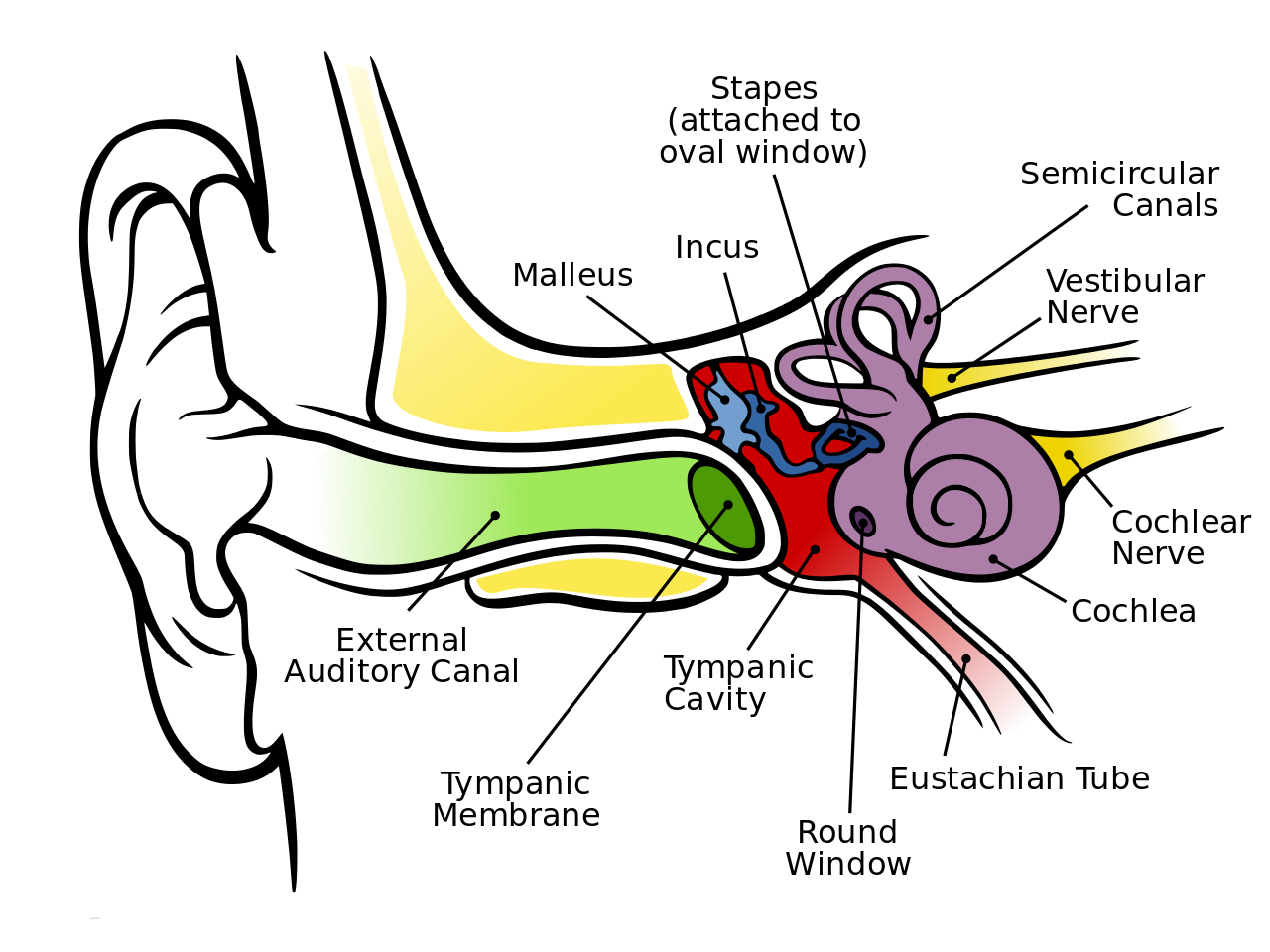 Vestibular System or Inner Ear - The purple snail looking thing.