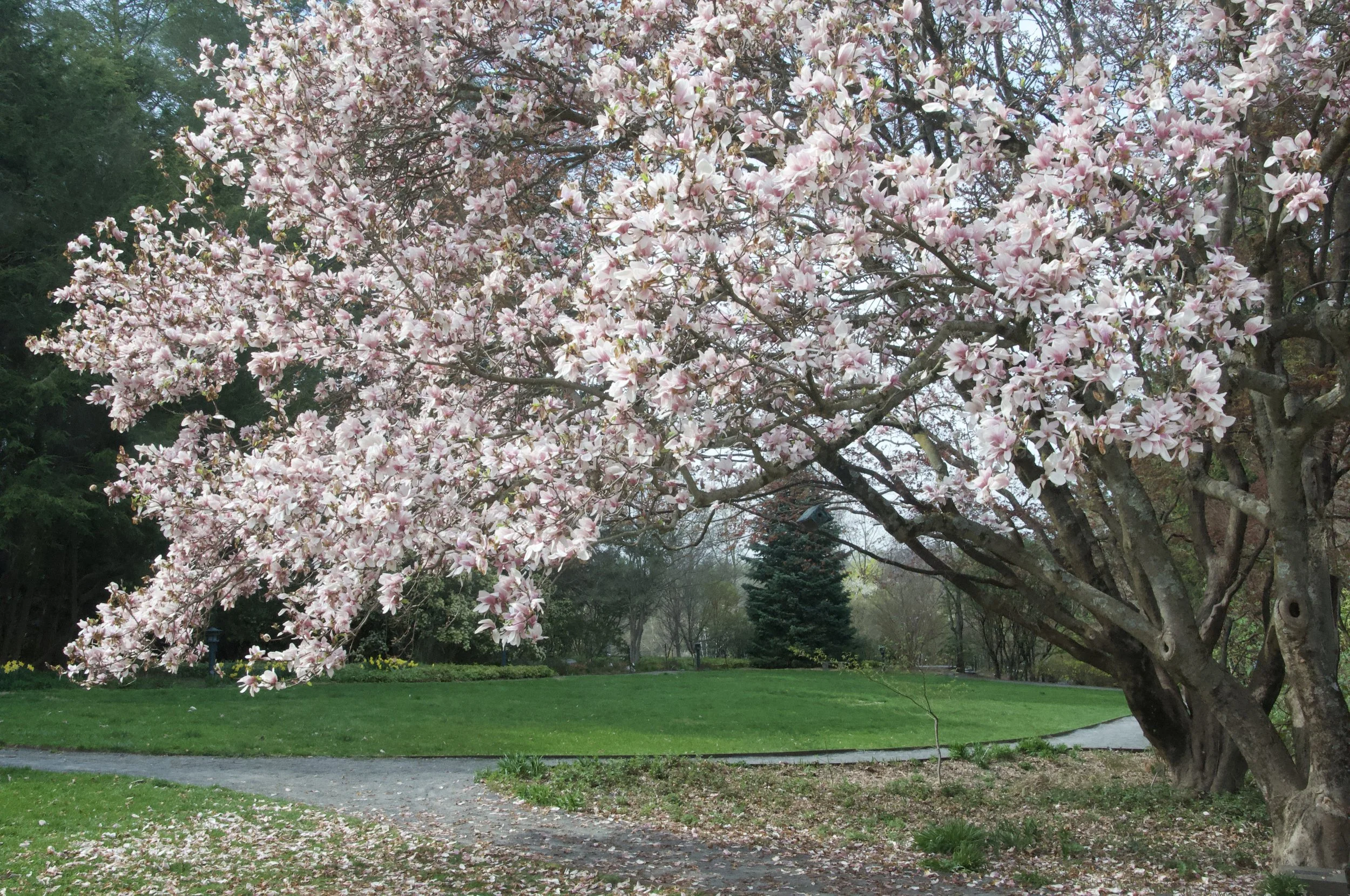Spring Outdoor Painting at Lasdon Park