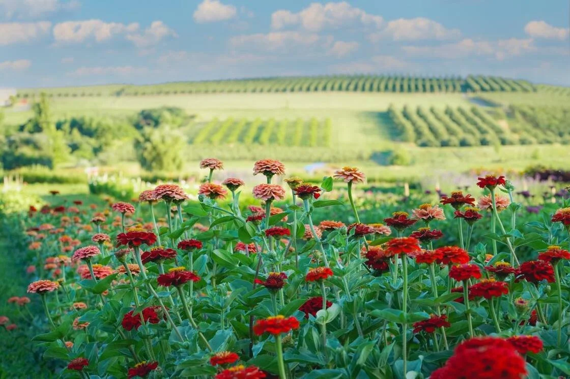 Plein Air Painting at Hudson Wildflower Co