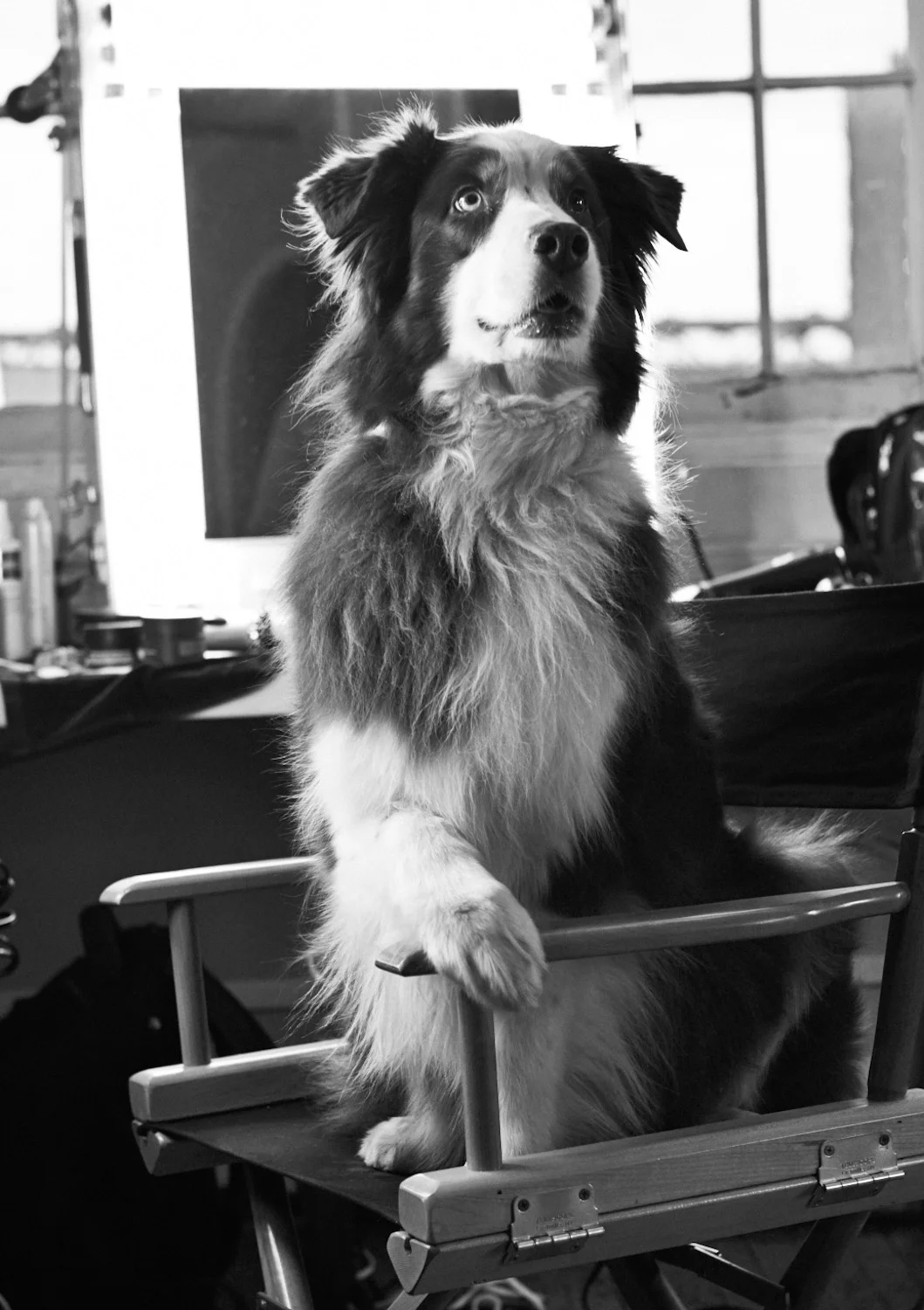 Lynda-Churilla-+SS01856_SHOT31_DOGnMKUP_032.jpg