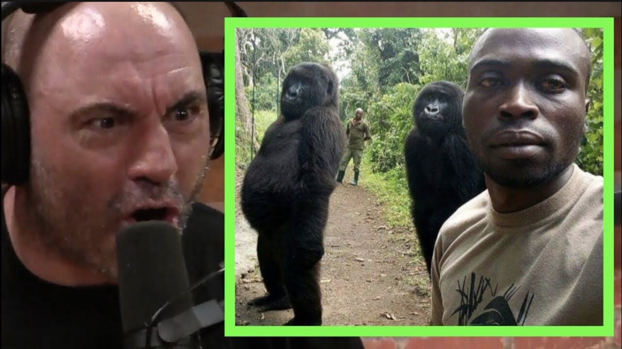 Gorillas Tired Of Joe Rogan Referring To Gorilla Sex As “fucking” — Auxoro
