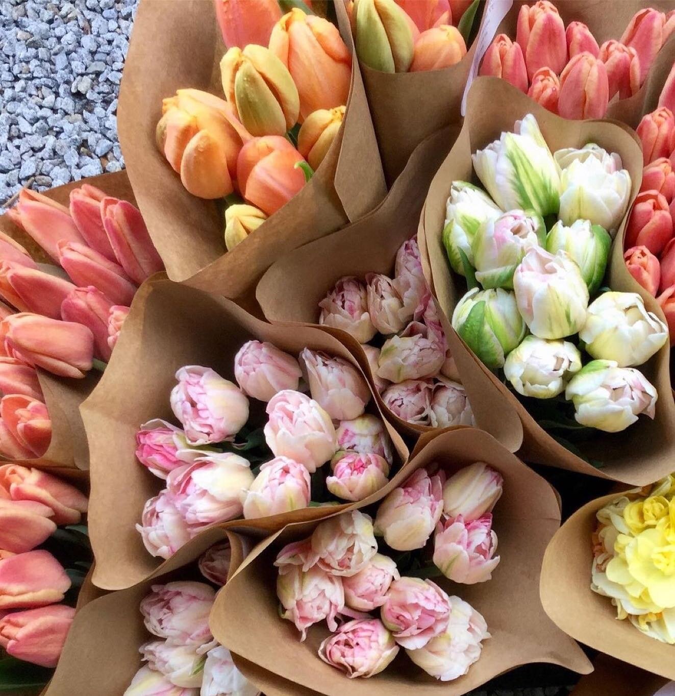 We are so excited to be teaming up with @vontrappflowers 🌷 

This CSA makes a great gift..in our honest opinion!

Repost from @vontrappflowers
&bull;
I&rsquo;m excited to announce that our 2022 Winter Tulip Bouquet CSA Subscriptions - ARE NOW AVAILA