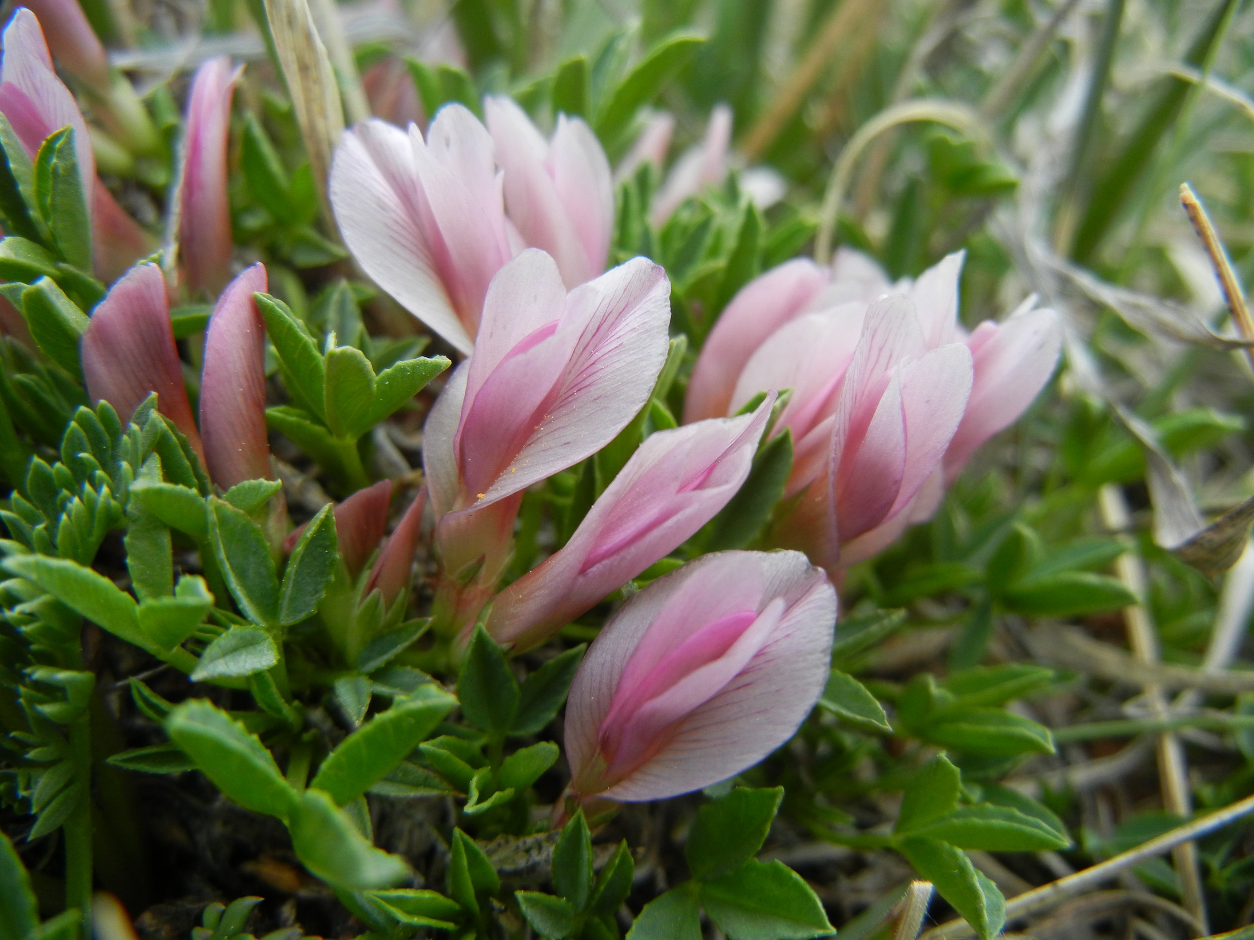 Trifolium nanum